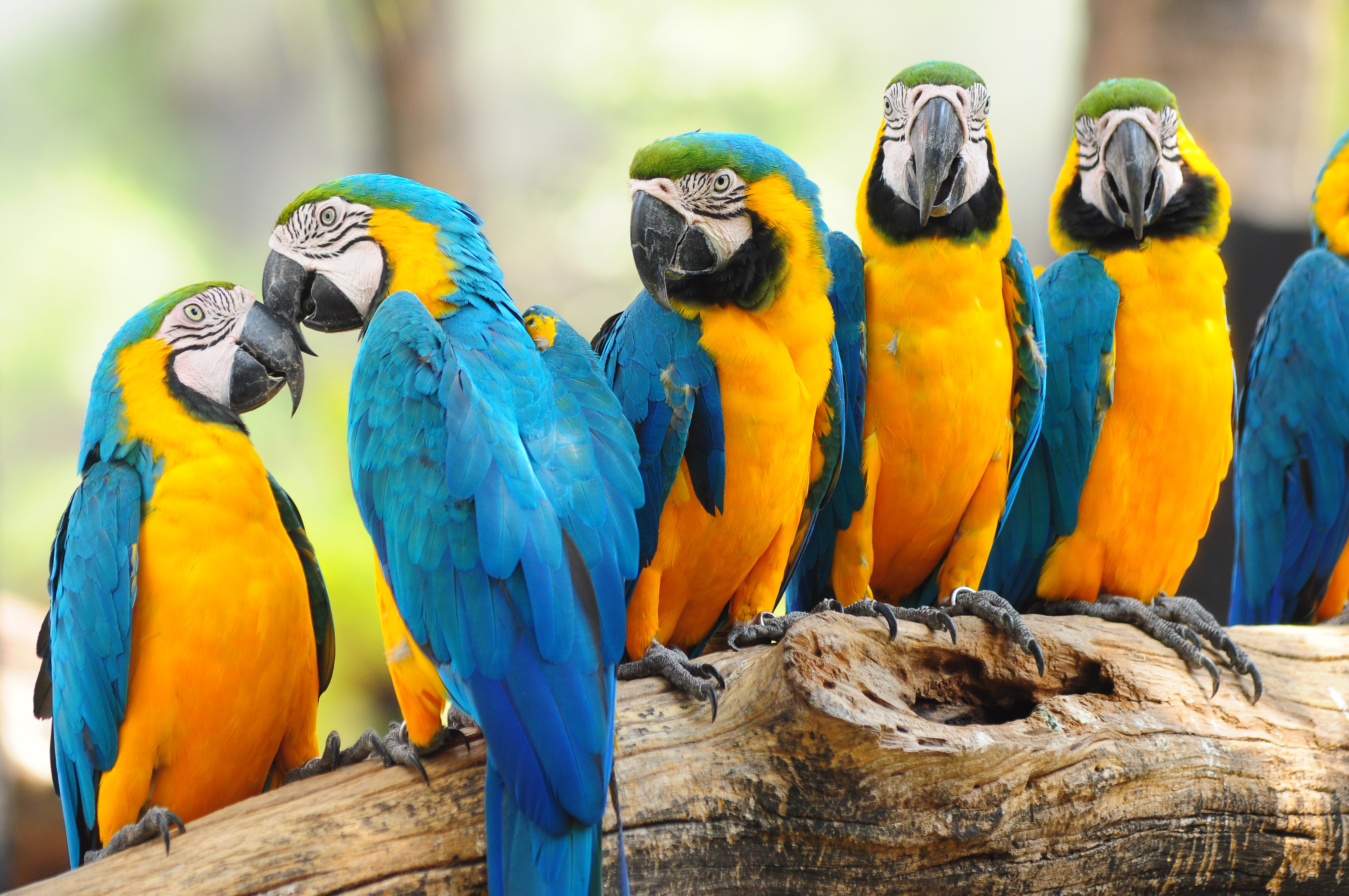 283921 скачать обои сине желтый ара, животные, птицы - заставки и картинки бесплатно