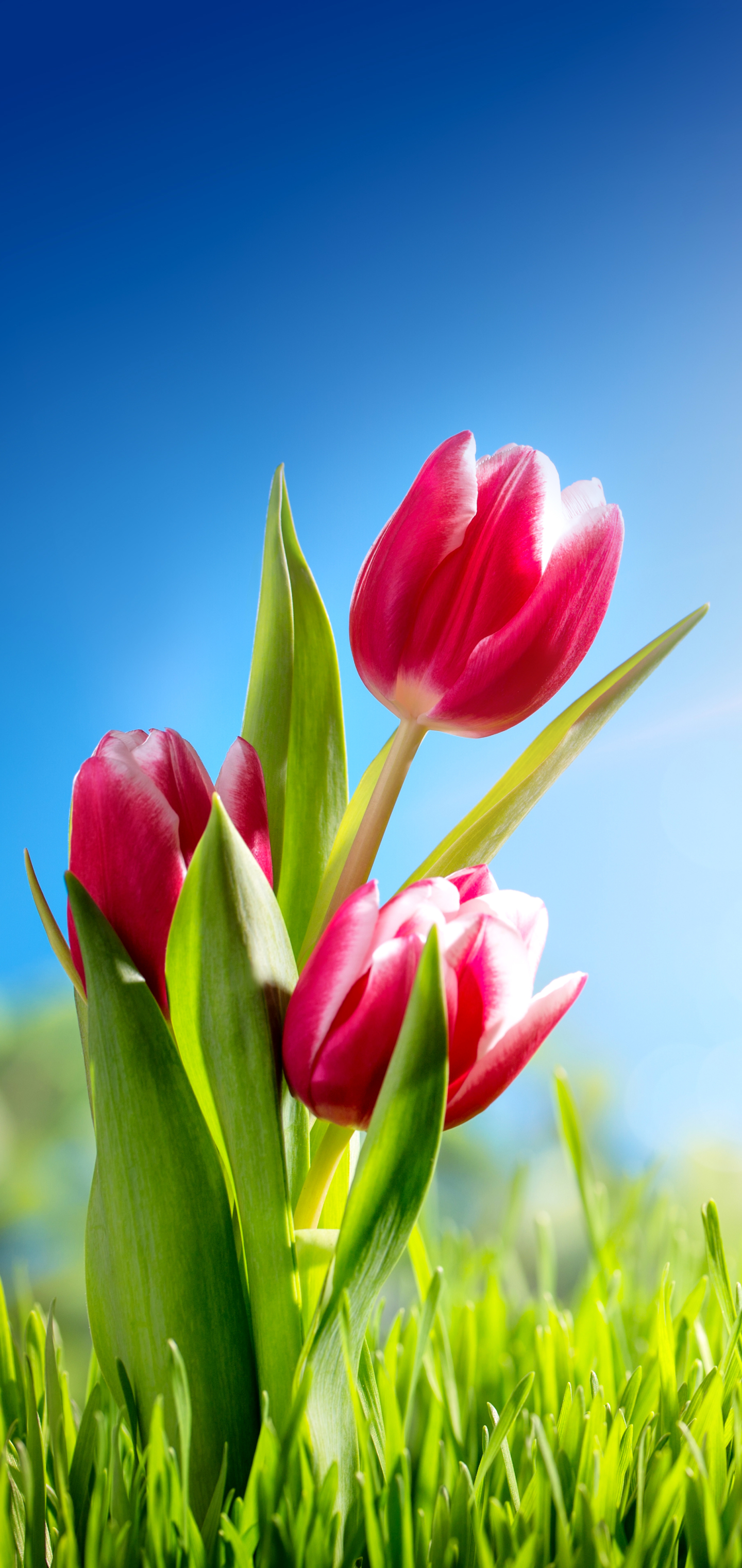 Download mobile wallpaper Nature, Flowers, Flower, Earth, Tulip, Sunbeam, Pink Flower, Sunbean for free.