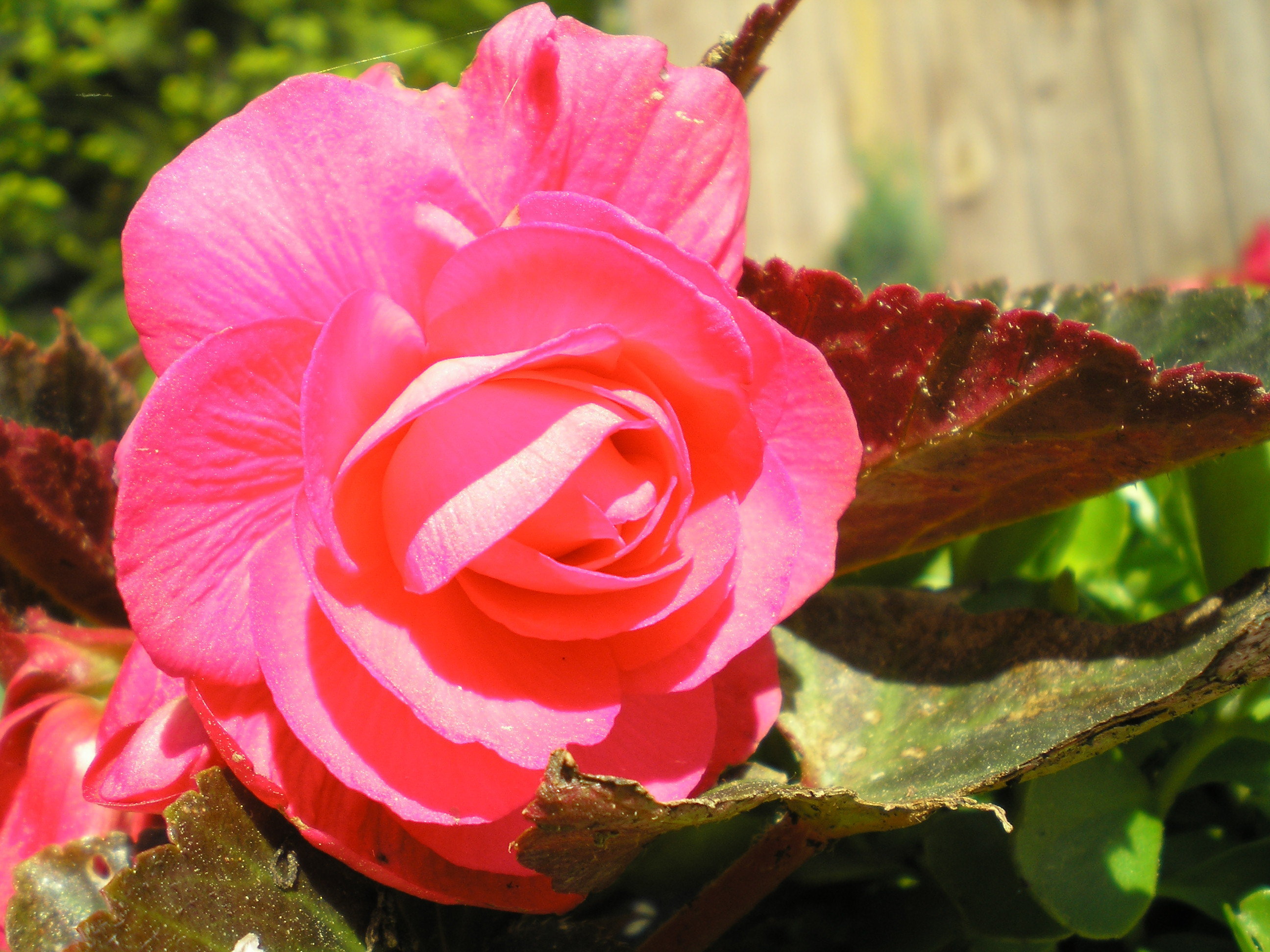 Descarga gratuita de fondo de pantalla para móvil de Flores, Flor, Tierra/naturaleza.