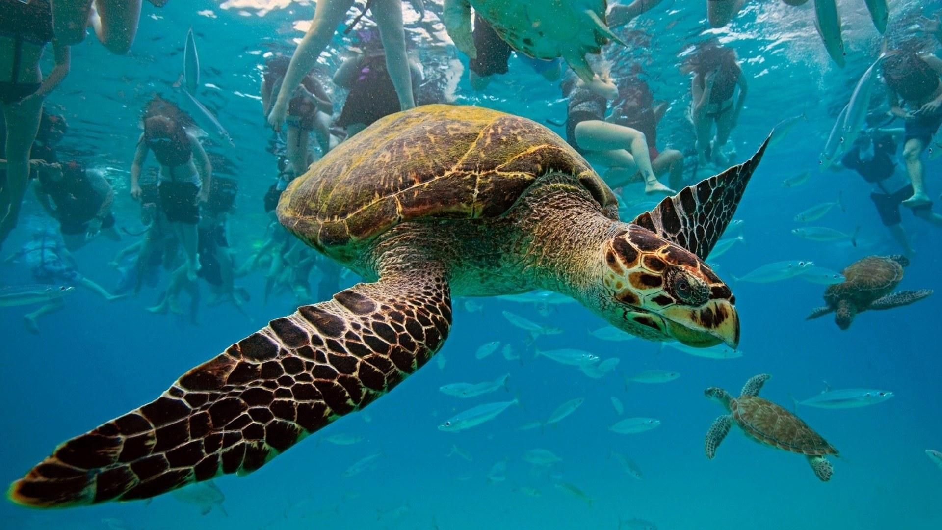 113161 Bild herunterladen unterwasserwelt, tiere, turtles, schwimmen - Hintergrundbilder und Bildschirmschoner kostenlos