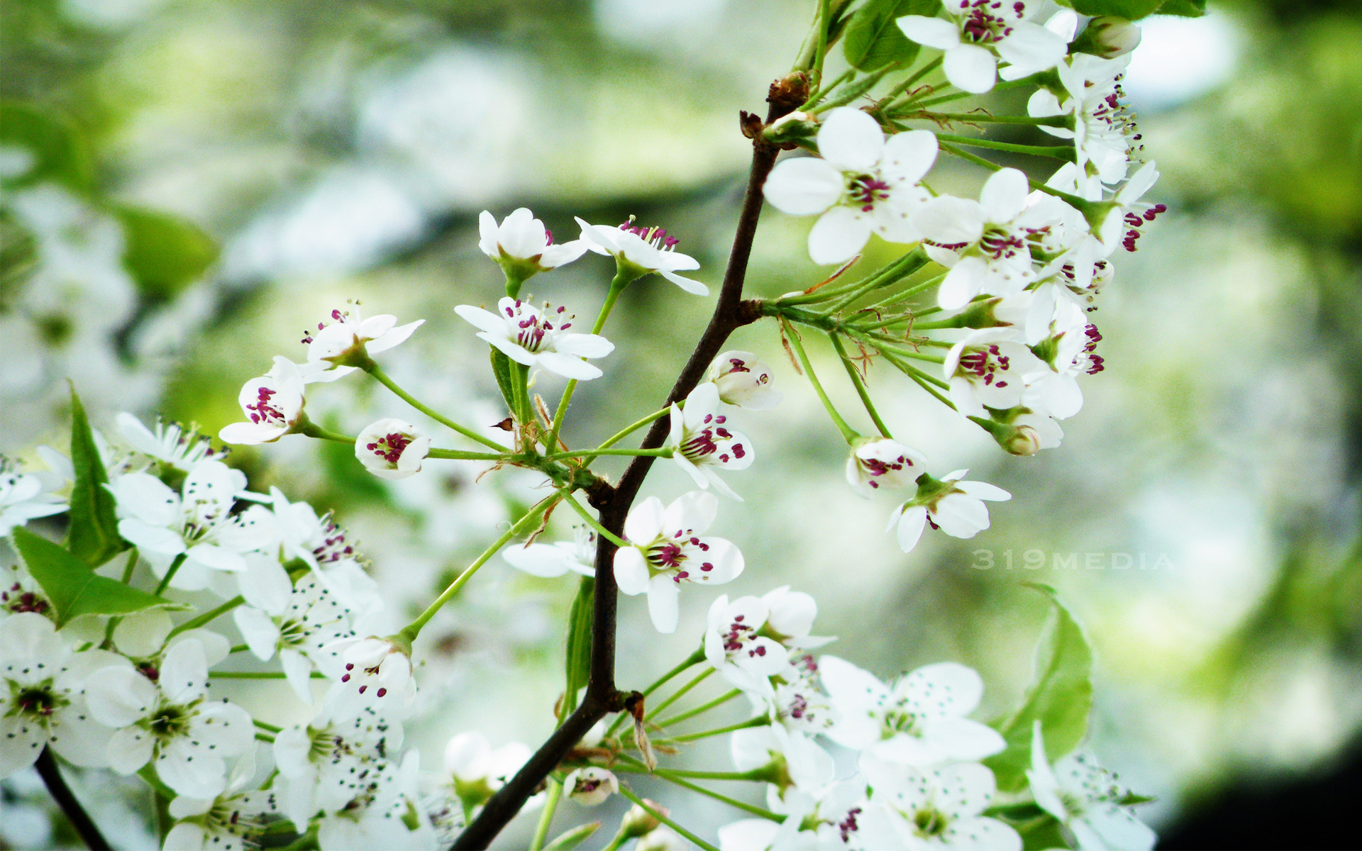 Descarga gratis la imagen Flores, Flor, Florecer, Primavera, Tierra/naturaleza en el escritorio de tu PC