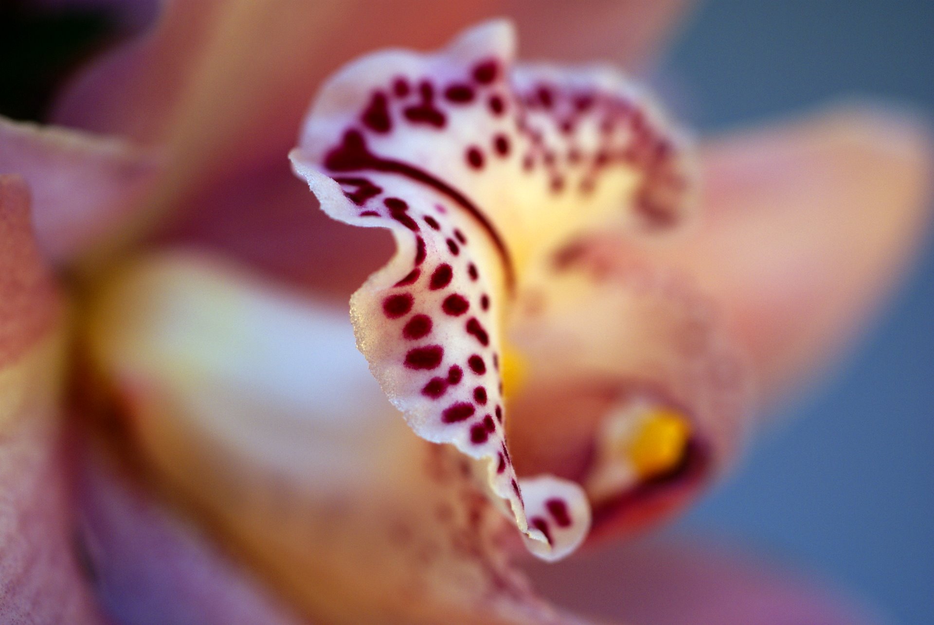Baixe gratuitamente a imagem Flores, Orquídea, Terra/natureza na área de trabalho do seu PC