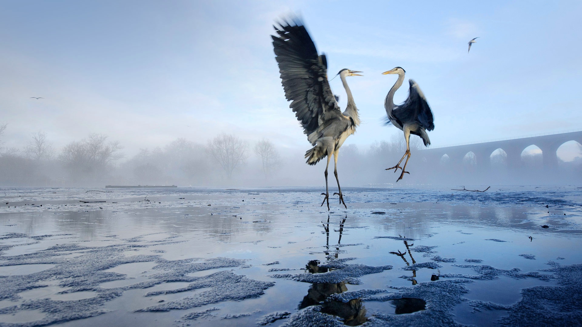 Free download wallpaper Birds, Heron, Reflection, Bird, Fog, Animal on your PC desktop
