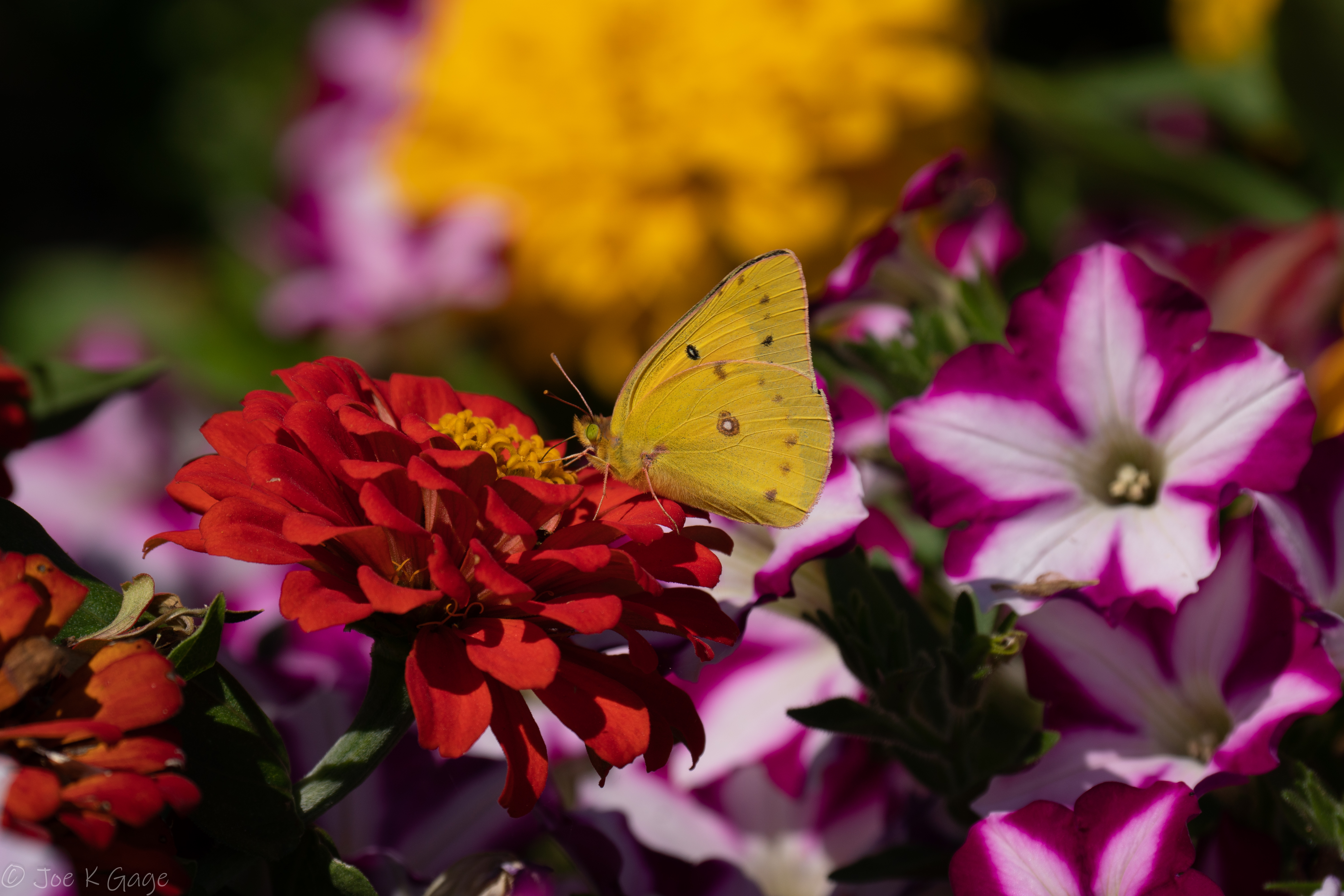 Download mobile wallpaper Macro, Flower, Butterfly for free.