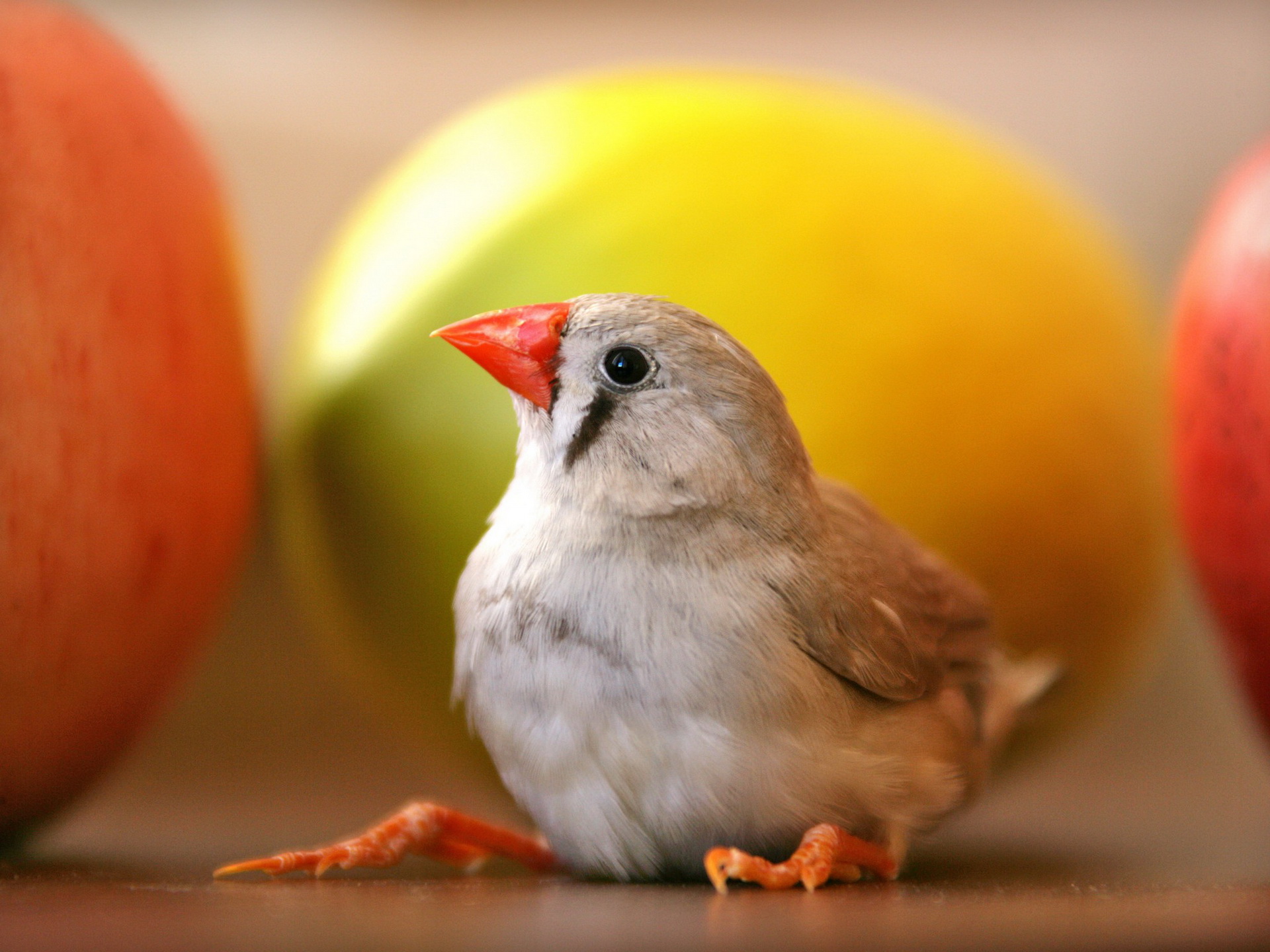 Download mobile wallpaper Bird, Animal for free.