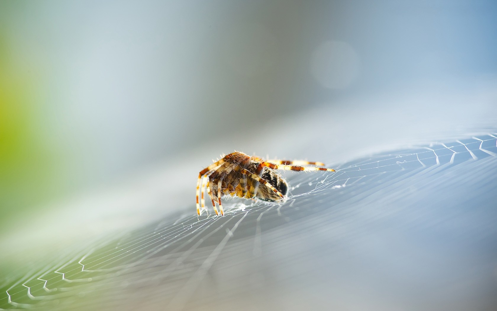 Free download wallpaper Spiders, Animal, Spider on your PC desktop