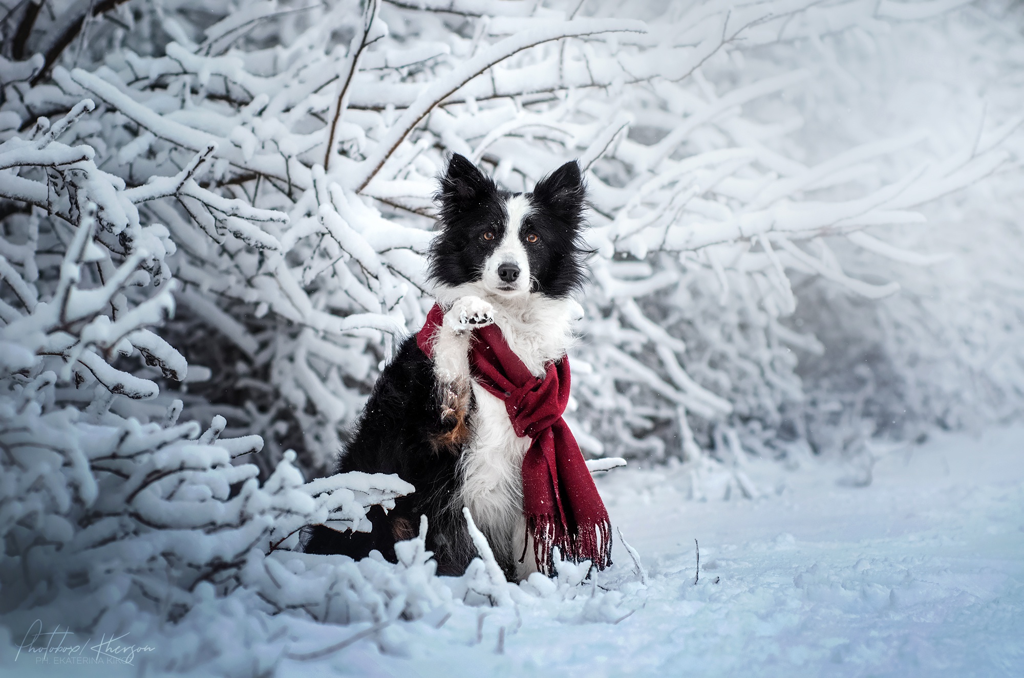 Download mobile wallpaper Winter, Dogs, Snow, Dog, Animal, Scarf, Border Collie for free.