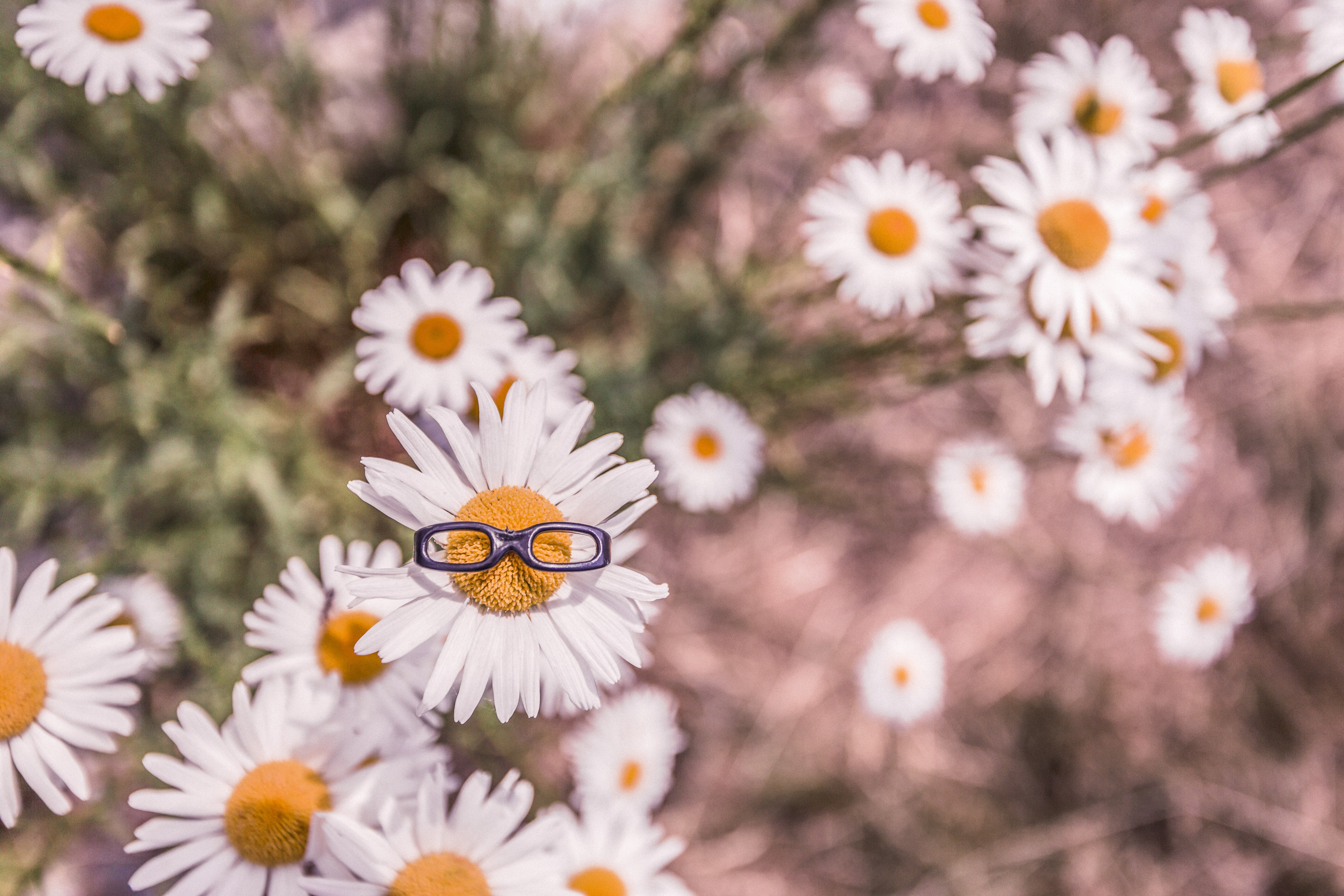 Free download wallpaper Flowers, Blur, Smooth, Flowerbed, Spectacles, Flower Bed, Camomile, Glasses on your PC desktop
