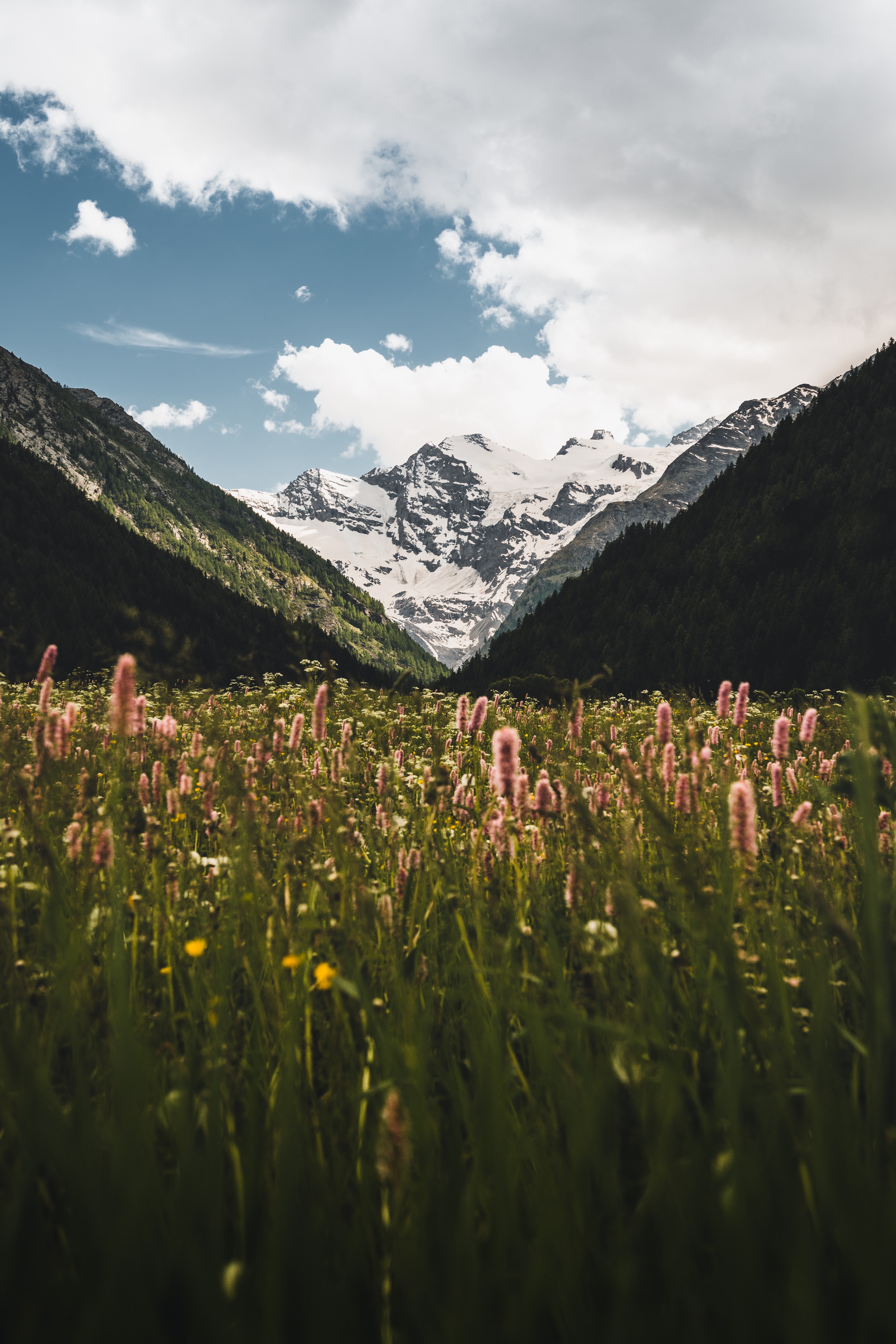 nature, flowers, mountains, snow, snow covered, snowbound, slopes
