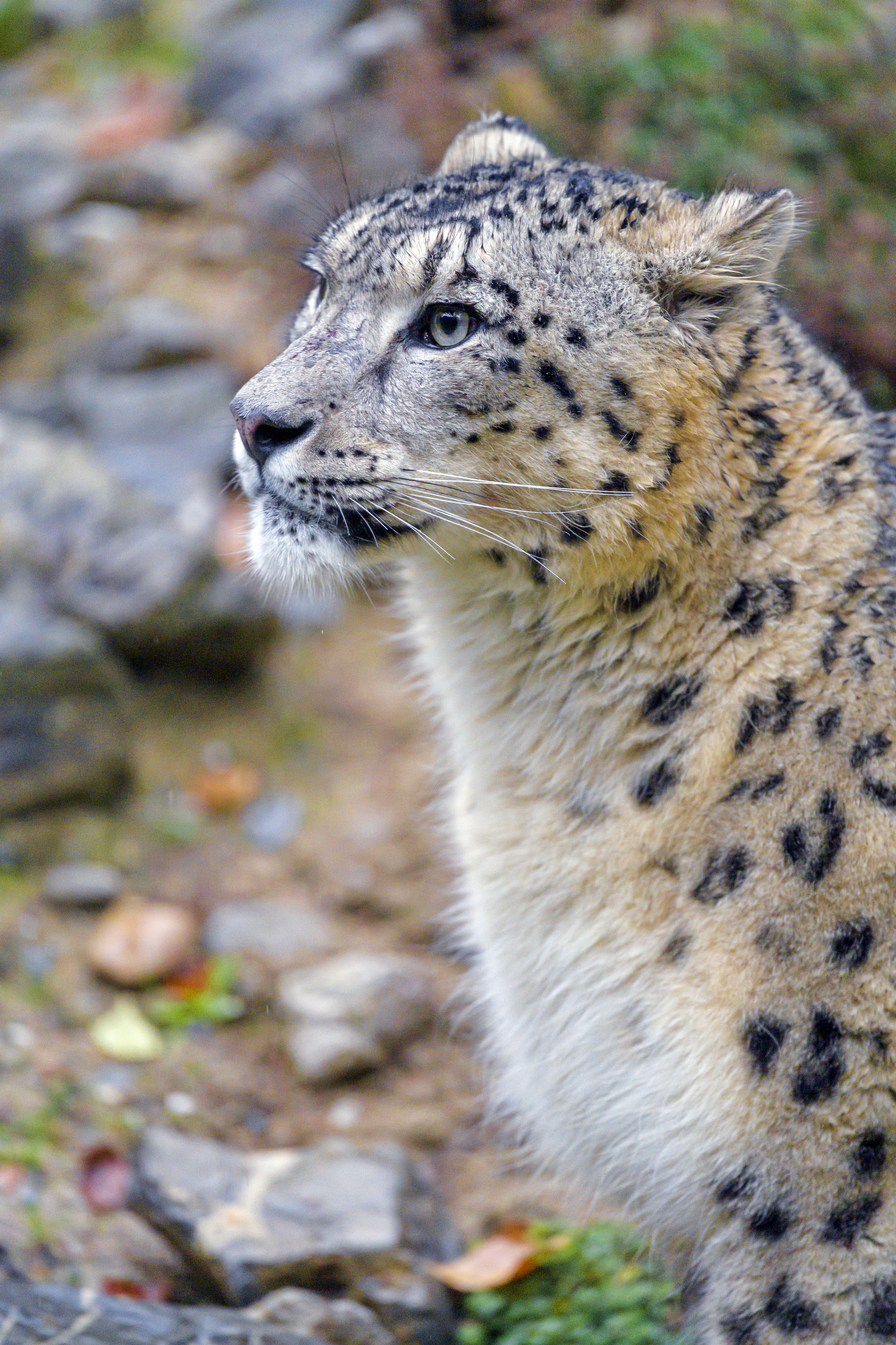 wildlife, snow leopard, animals, animal, irbis, wild 1080p