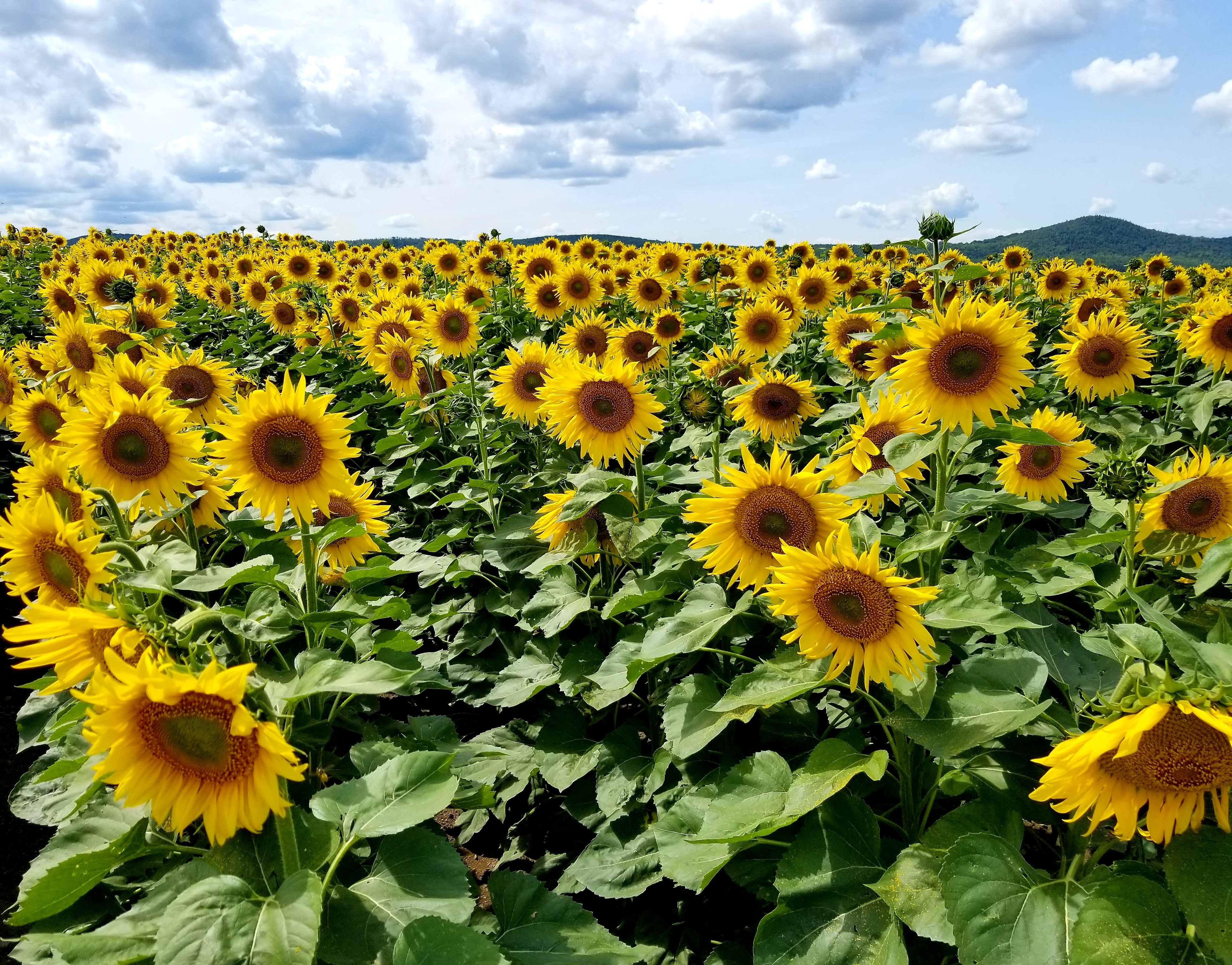 Laden Sie das Natur, Blumen, Sonnenblume, Erde/natur-Bild kostenlos auf Ihren PC-Desktop herunter