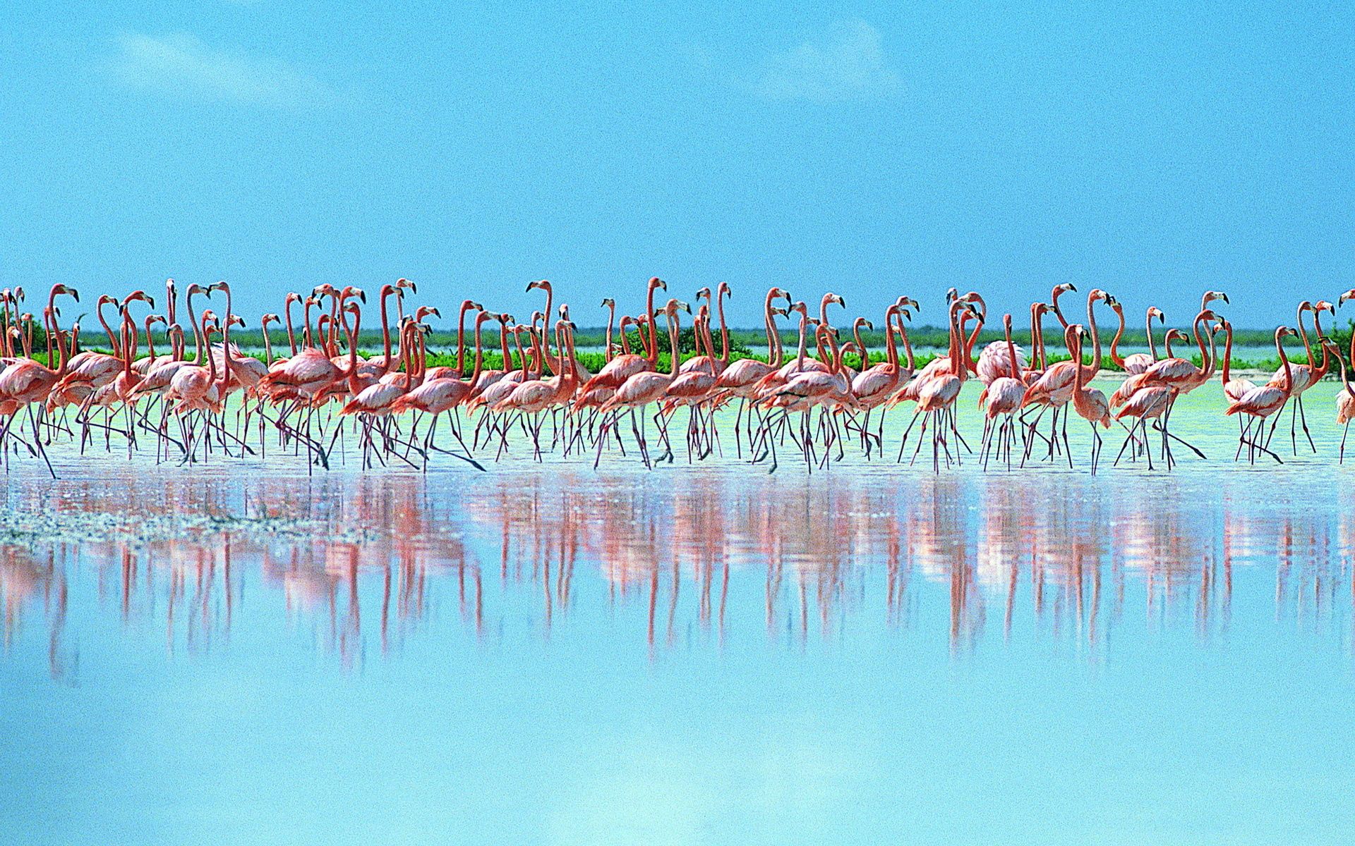 animals, reflection, flock, pink flamingo Aesthetic wallpaper