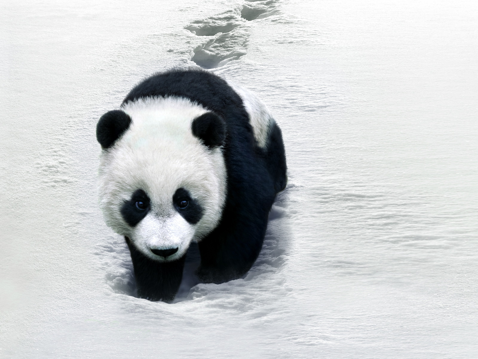 Handy-Wallpaper Panda, Tiere kostenlos herunterladen.