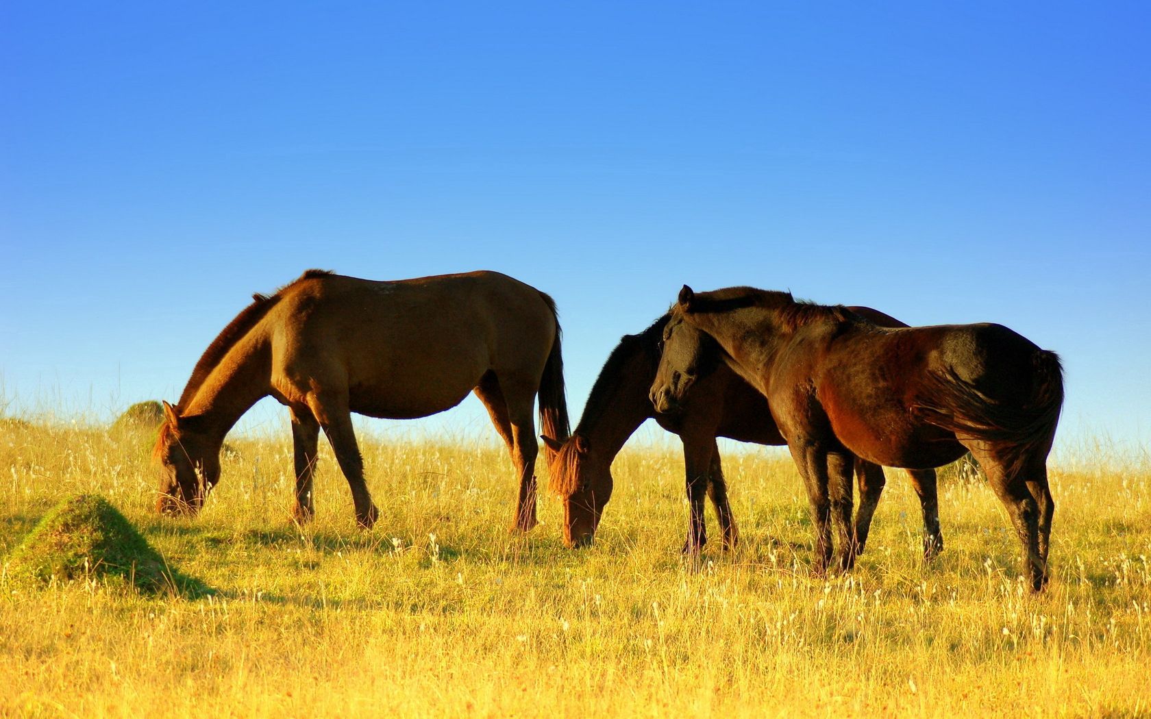 Download mobile wallpaper Field, Grass, Stroll, Animals, Food, Horses for free.