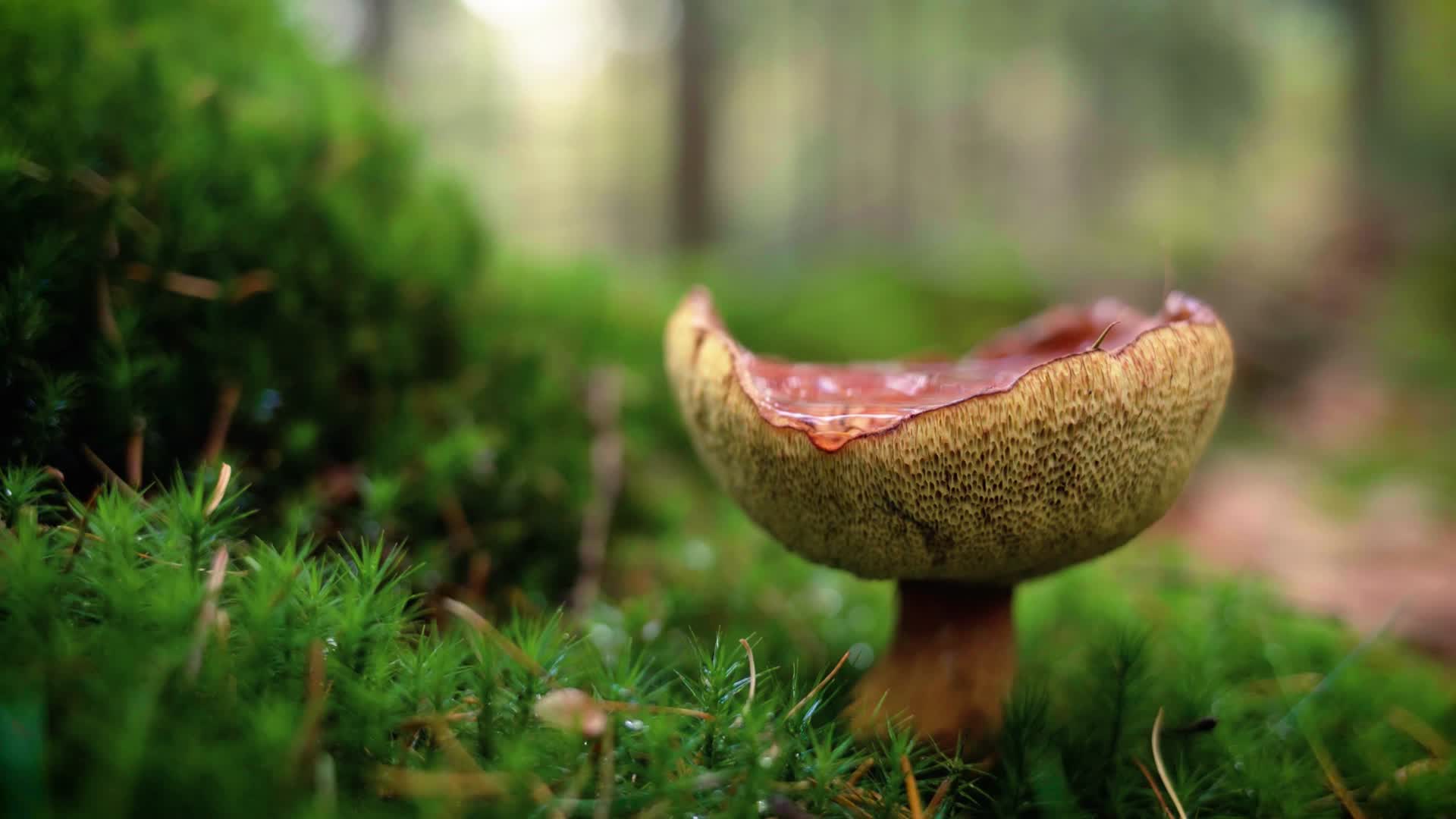 Laden Sie das Makro, Pilz, Moos, Erde/natur-Bild kostenlos auf Ihren PC-Desktop herunter