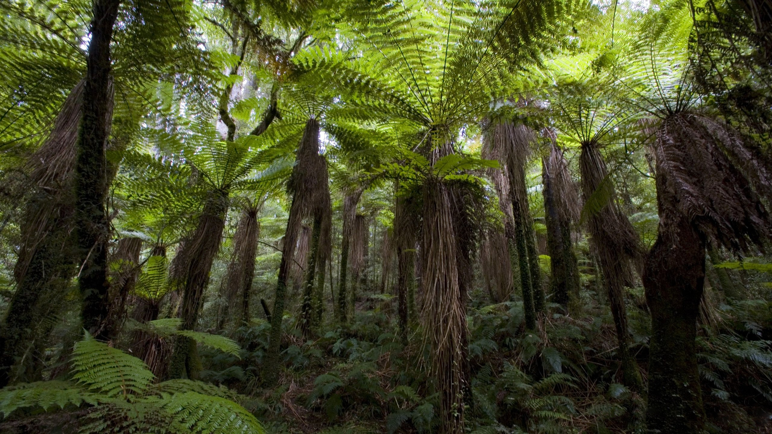 Скачать обои бесплатно Новая Зеландия, Папоротник, Лес, Дерево, Зеленый, Земля/природа картинка на рабочий стол ПК