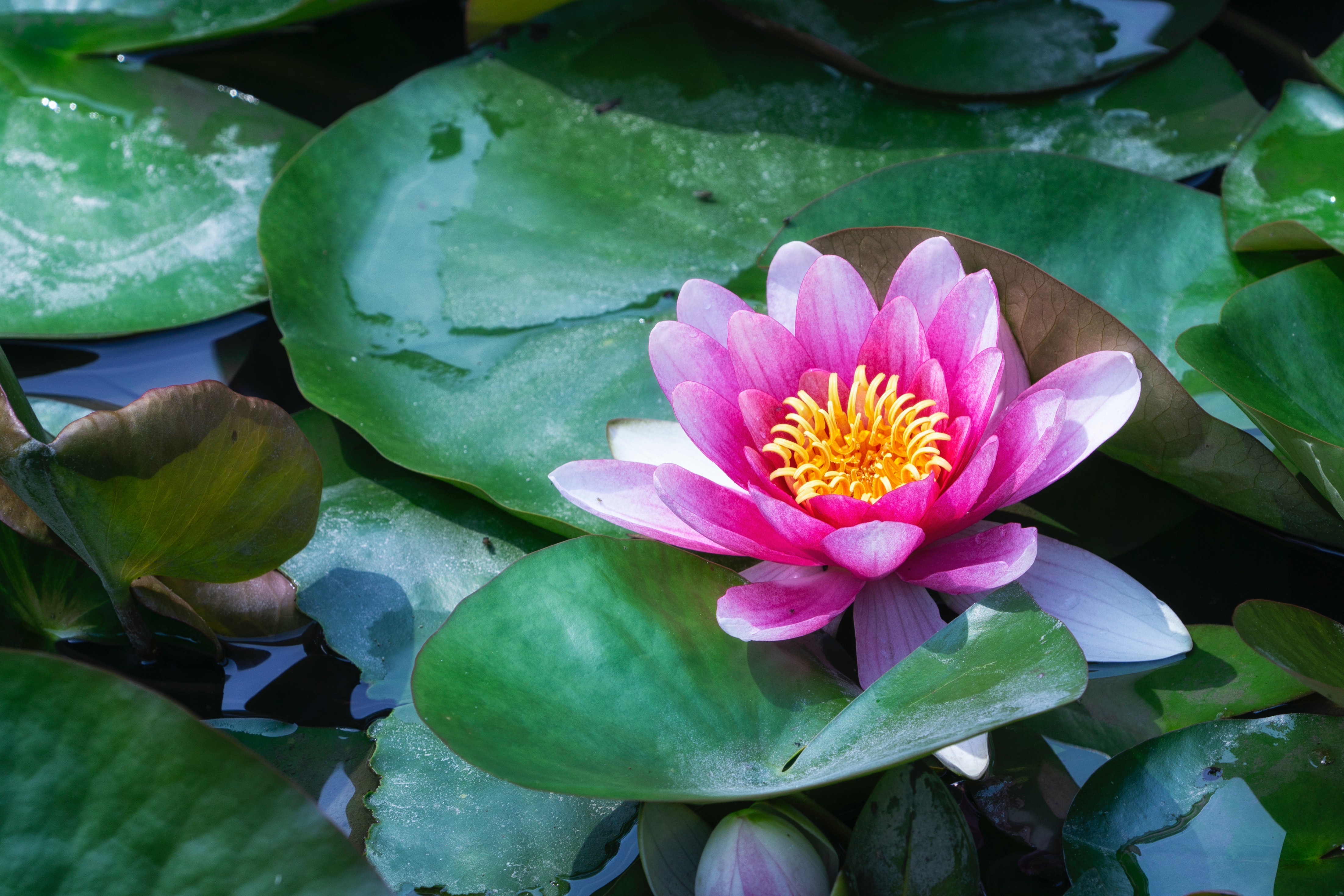Download mobile wallpaper Flowers, Flower, Earth, Pond, Water Lily for free.