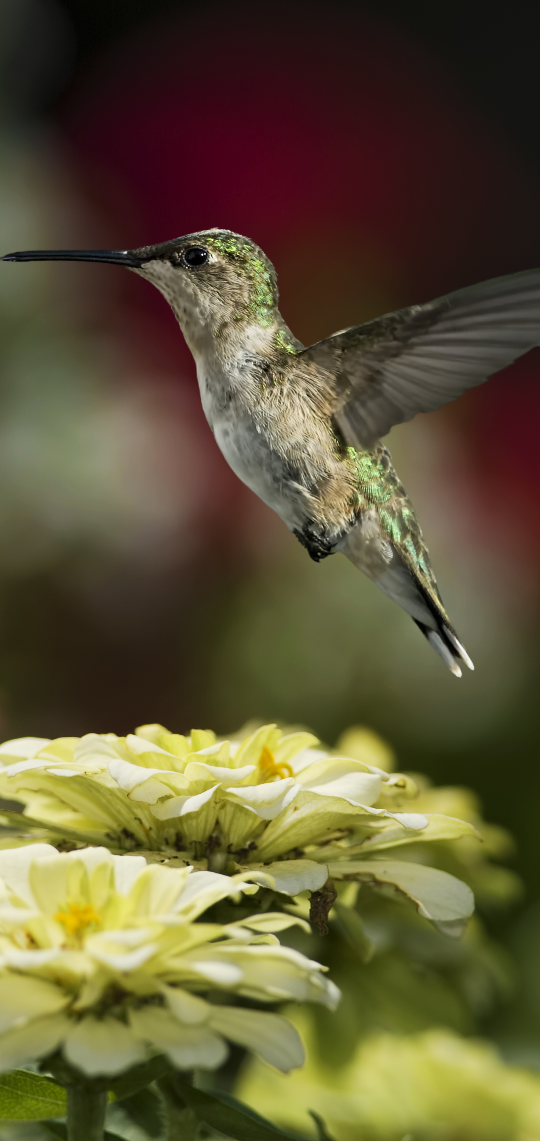 Download mobile wallpaper Birds, Flower, Bird, Animal, Flying, Hummingbird for free.