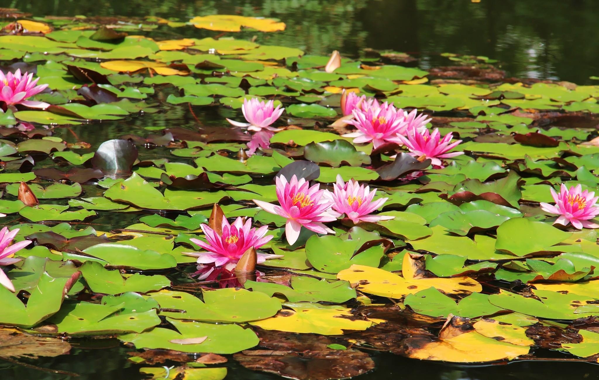 water lilies, flowers, water, leaves, sunny