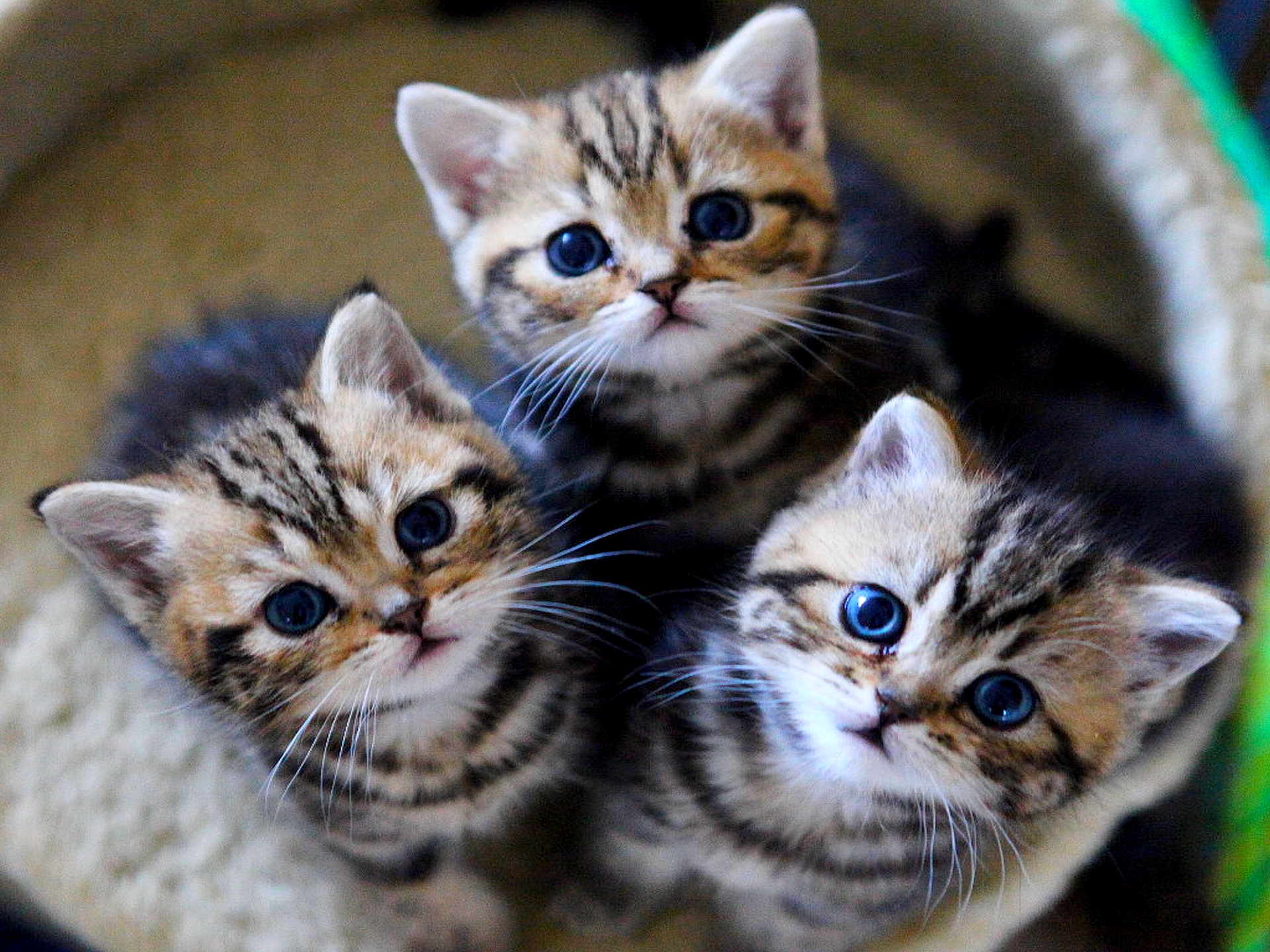 Download mobile wallpaper Cat, Kitten, Animal, Cute, Baby Animal for free.