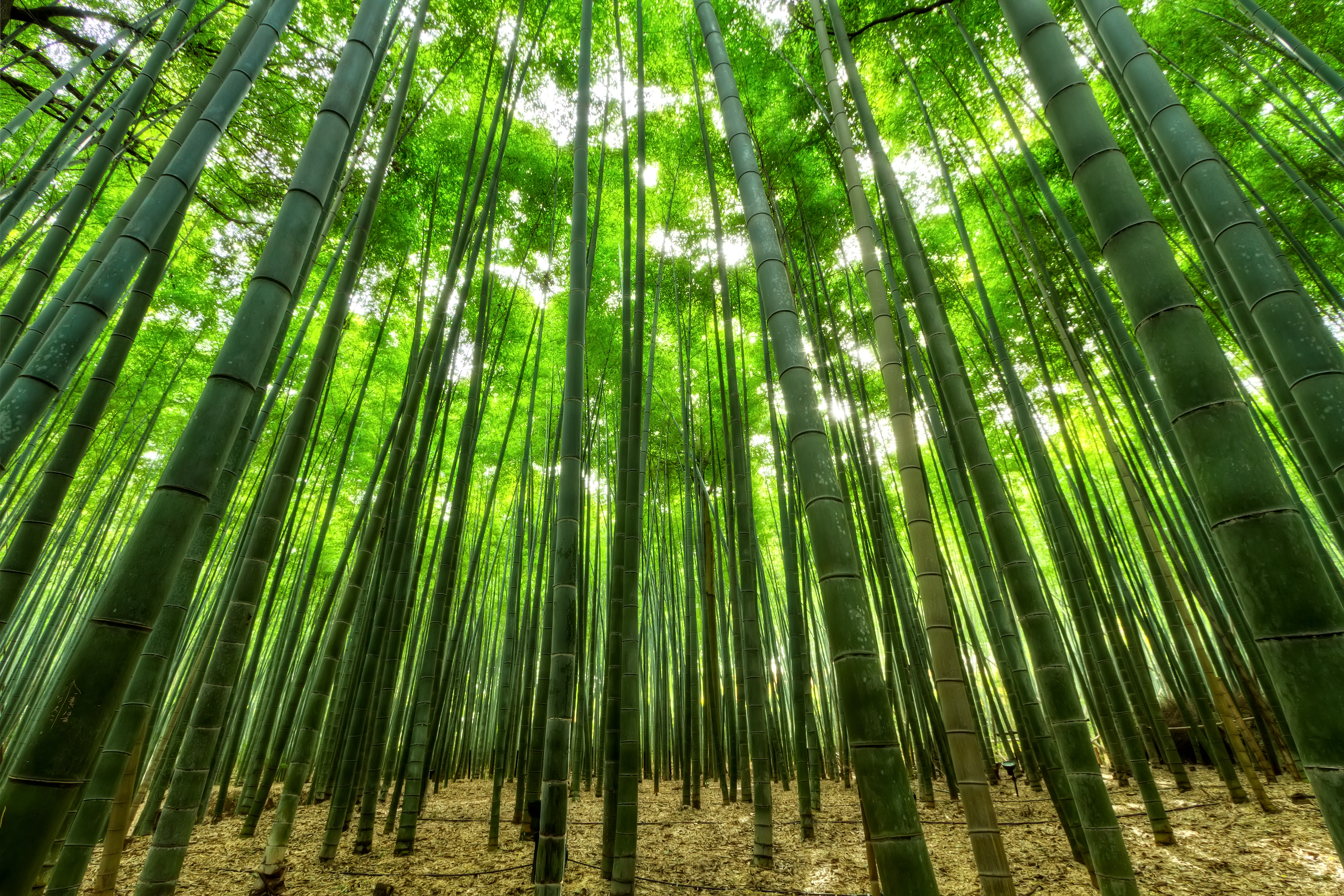 1523201 Bild herunterladen japan, erde/natur, bambus - Hintergrundbilder und Bildschirmschoner kostenlos