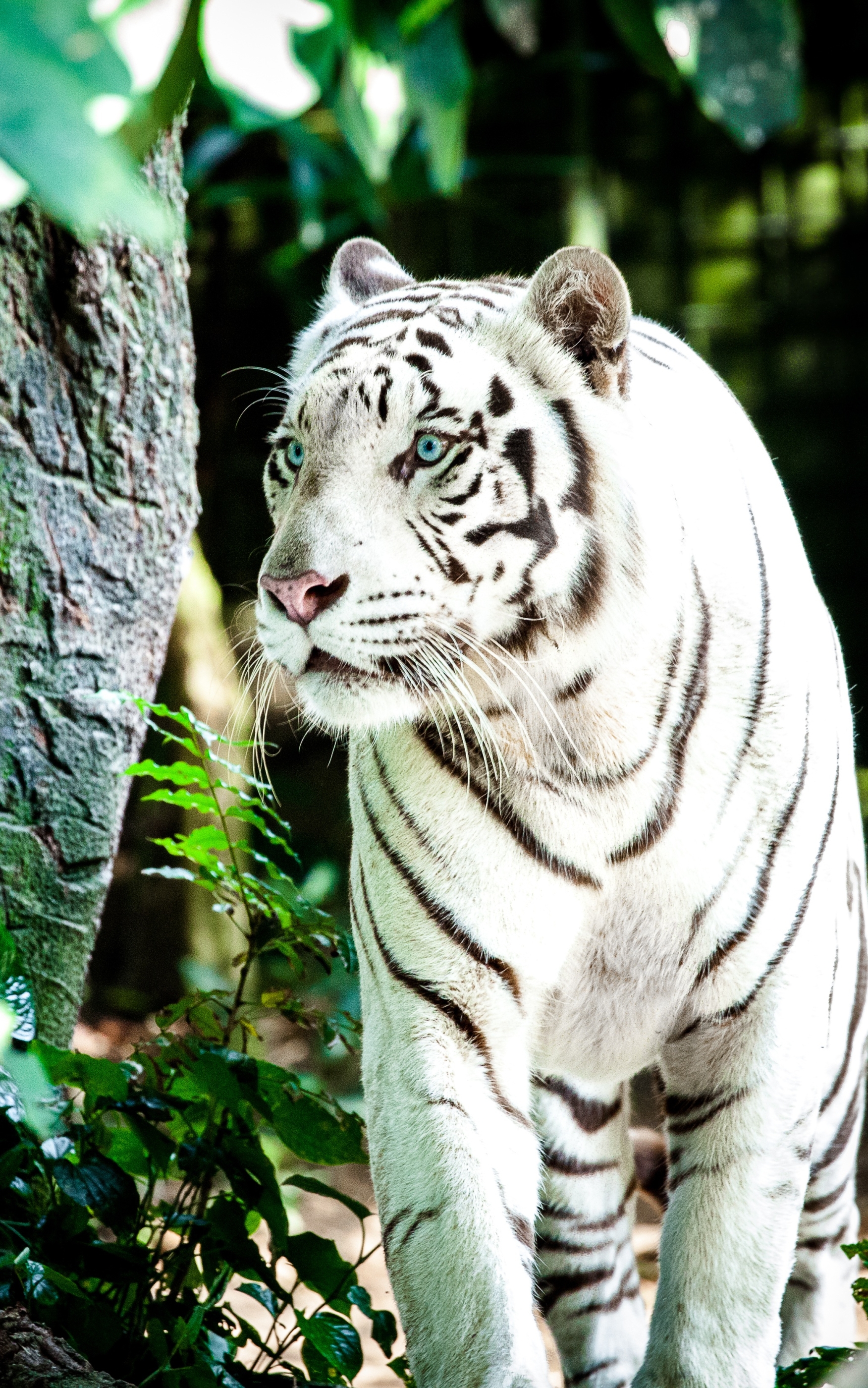 無料モバイル壁紙動物, 猫, 虎, ホワイトタイガーをダウンロードします。