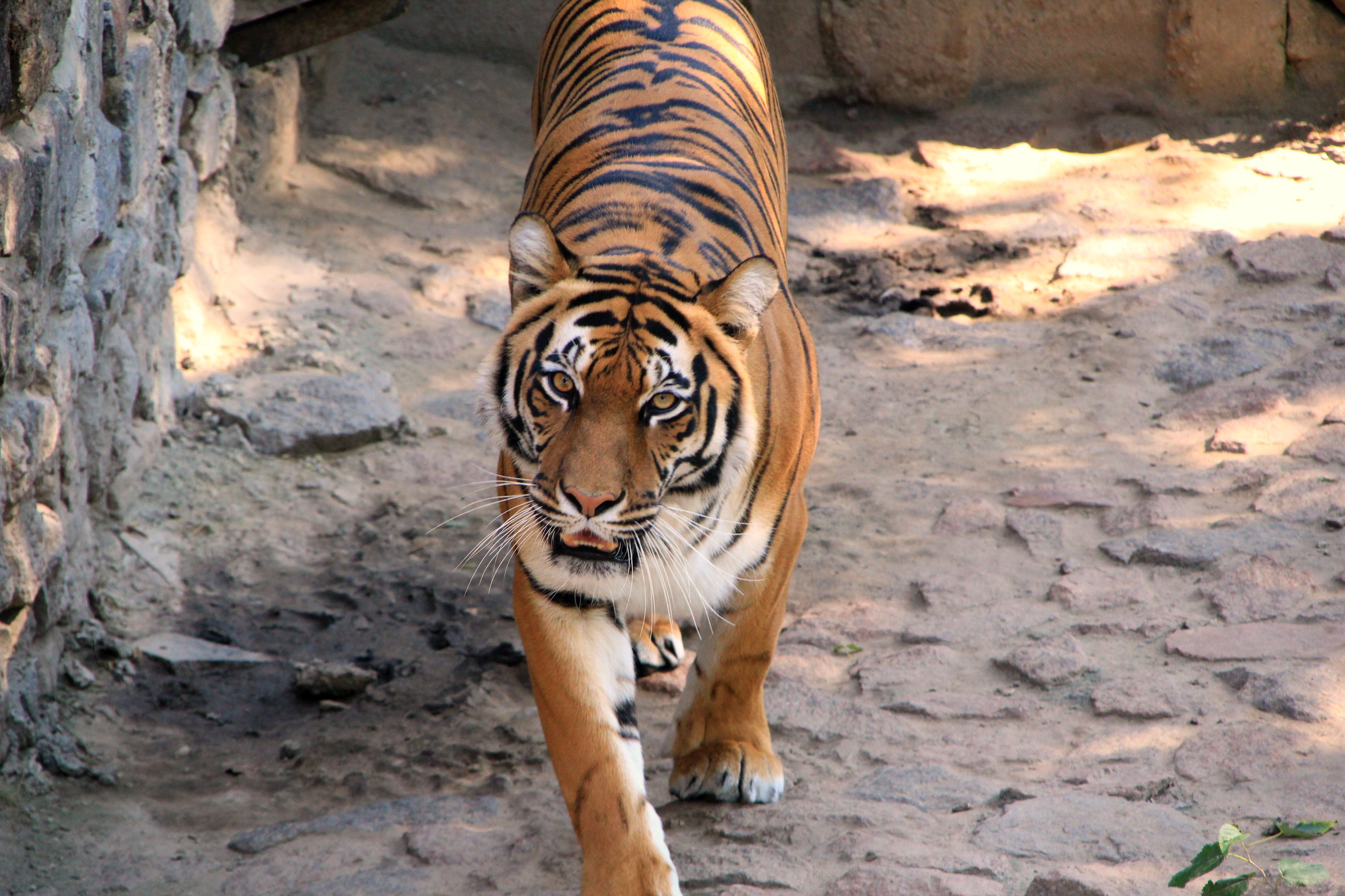 animals, tiger, striped, predator