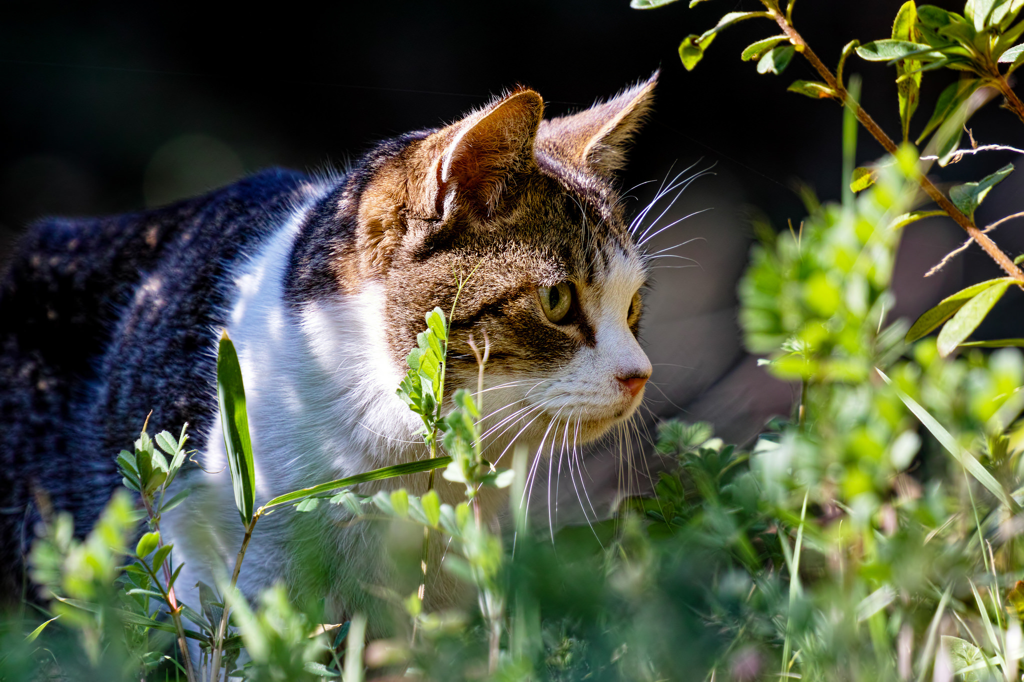 Descarga gratis la imagen Animales, Gatos, Gato en el escritorio de tu PC