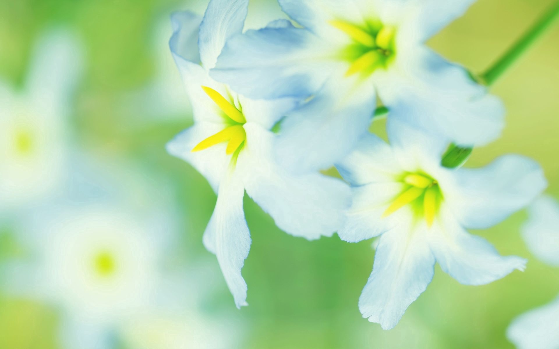 Free download wallpaper Flower, Macro, Narcissus on your PC desktop