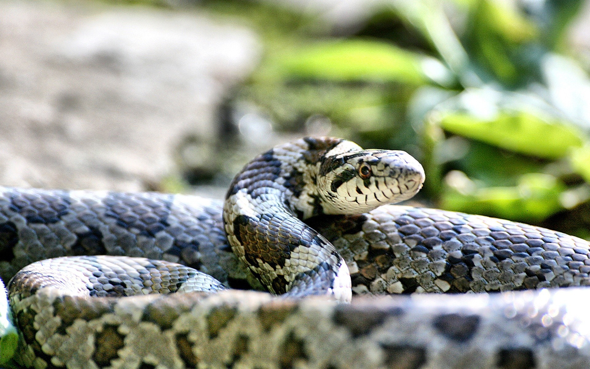 Descarga gratis la imagen Animales, Serpiente, Reptiles en el escritorio de tu PC