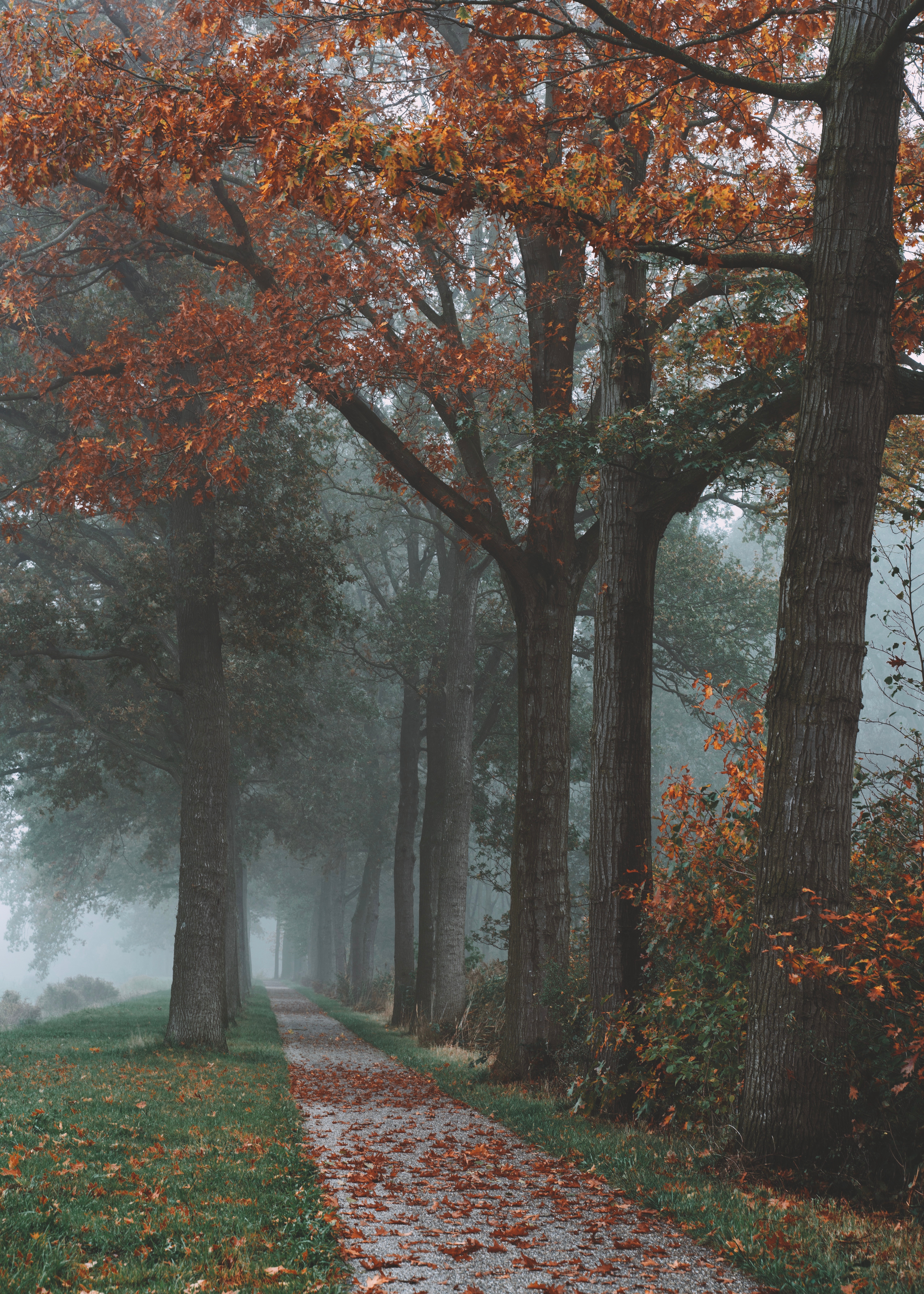 landscape, fog, autumn, trees, nature, park, path Full HD
