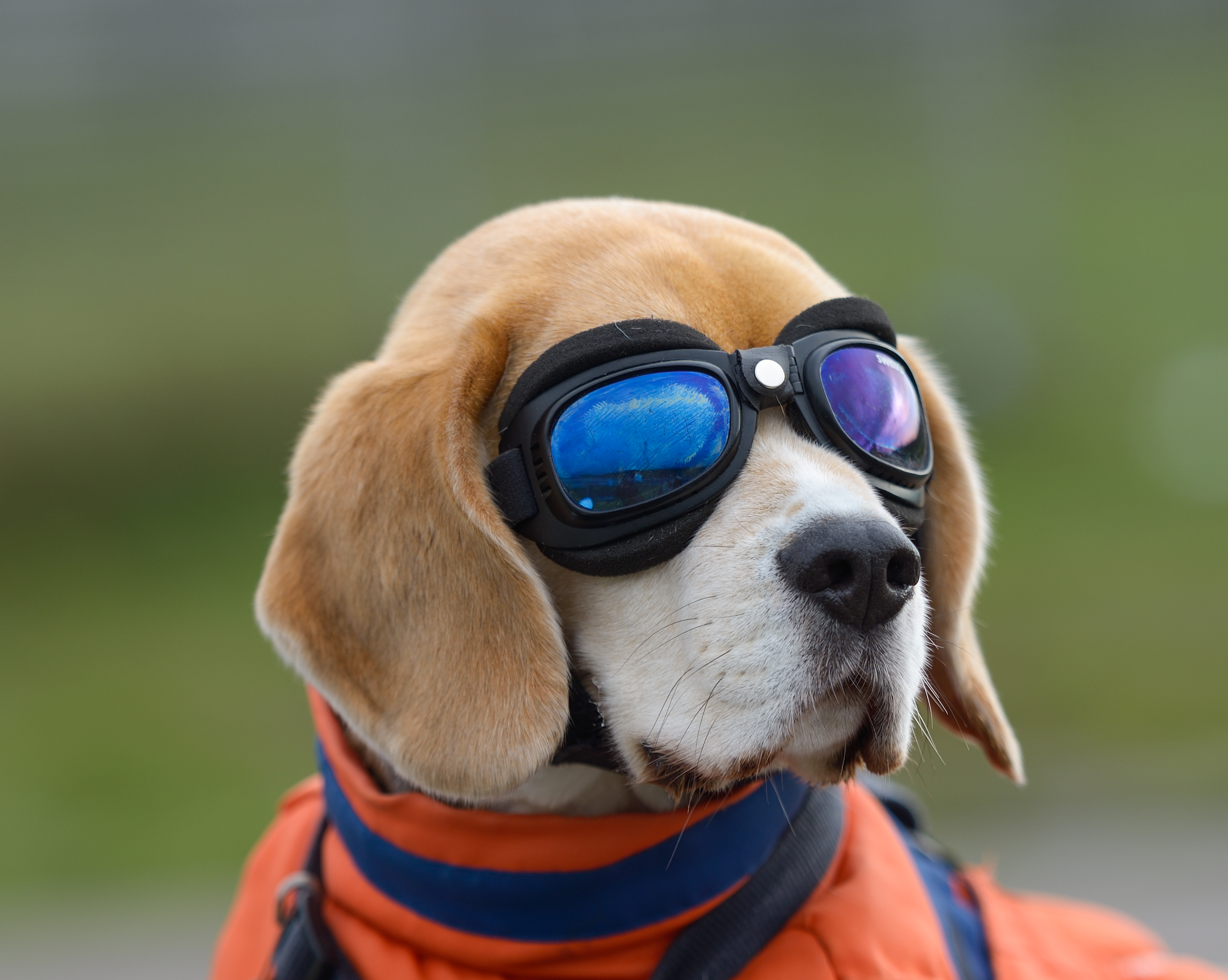 Download mobile wallpaper Dogs, Dog, Animal, Beagle, Goggles for free.
