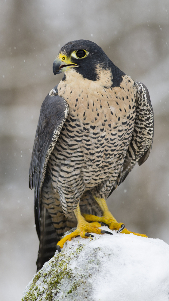 Download mobile wallpaper Birds, Falcon, Animal for free.