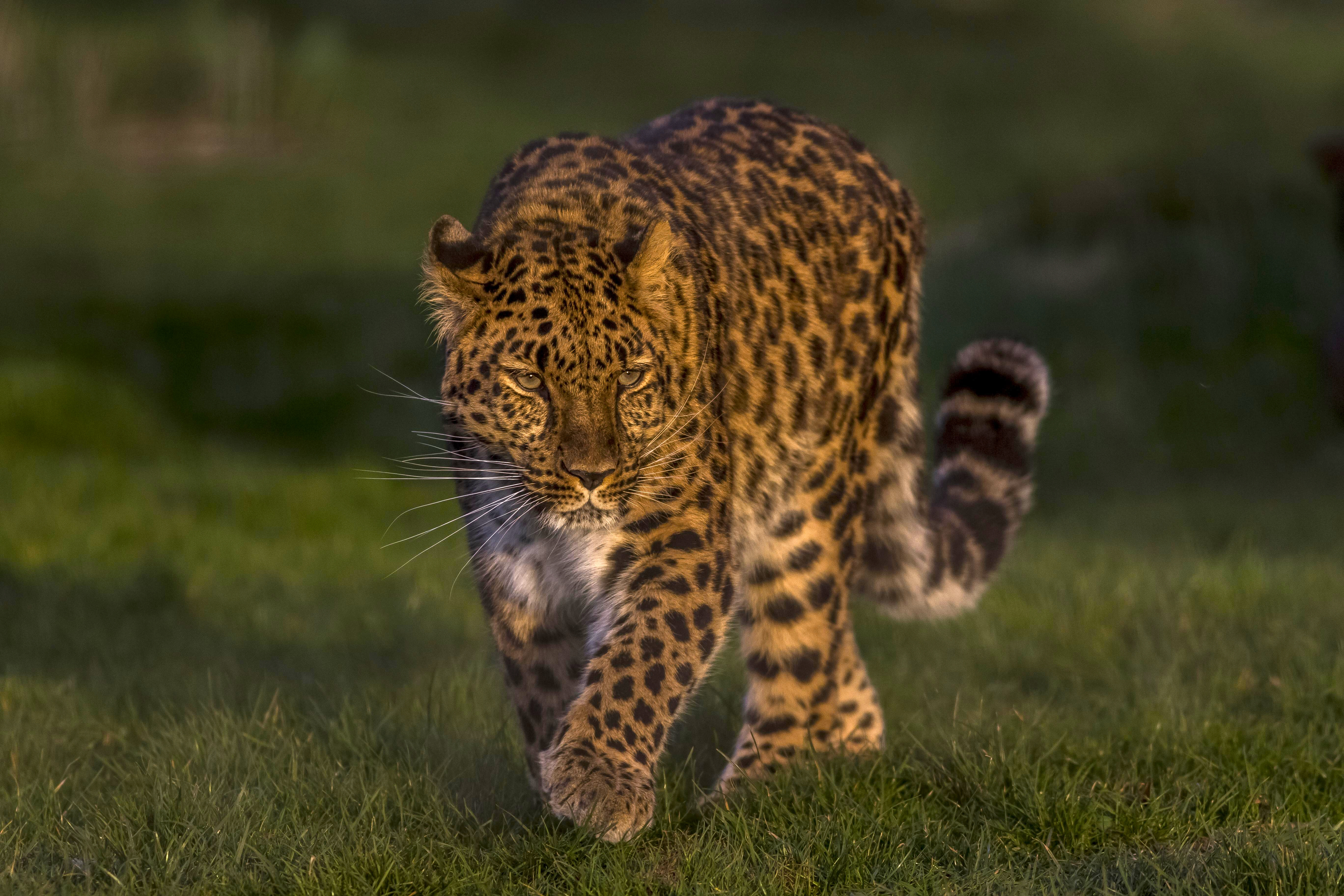 Descarga gratuita de fondo de pantalla para móvil de Animales, Gatos, Leopardo.