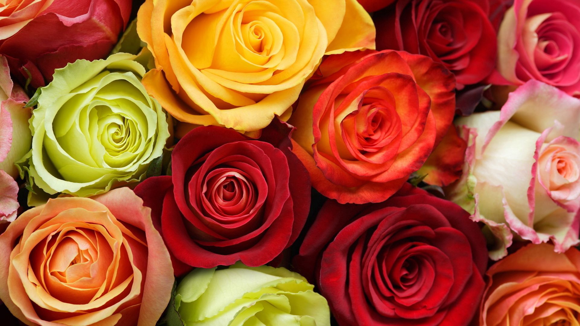 flowers, roses, multicolored, beauty, buds