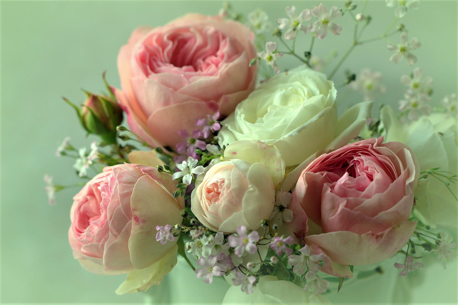 Скачать обои бесплатно Цветок, Белый Цветок, Земля/природа, Розовый Цветок, Флауэрсы картинка на рабочий стол ПК