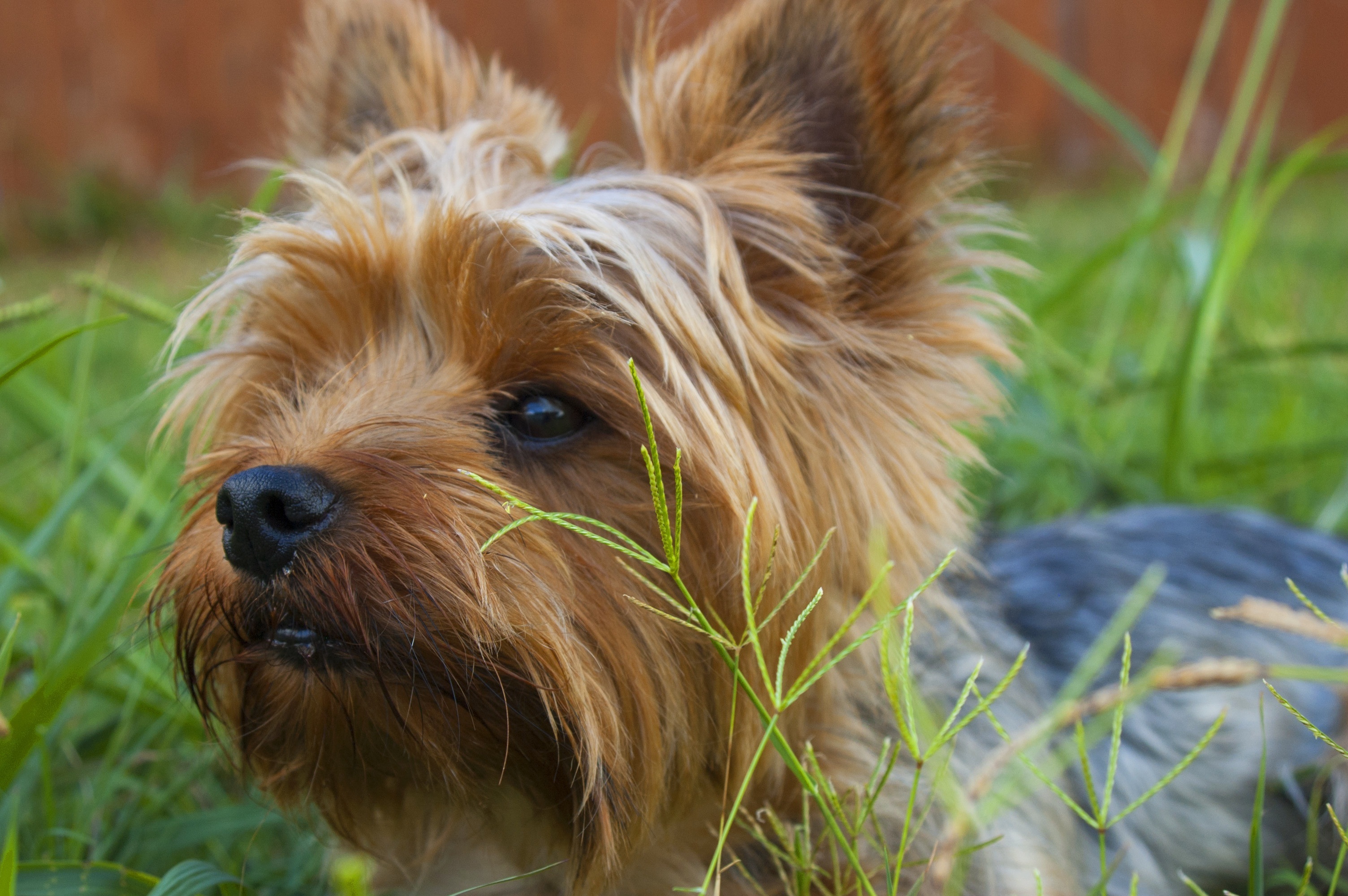 388942 Bild herunterladen tiere, yorkshire terrier, hund, hunde - Hintergrundbilder und Bildschirmschoner kostenlos