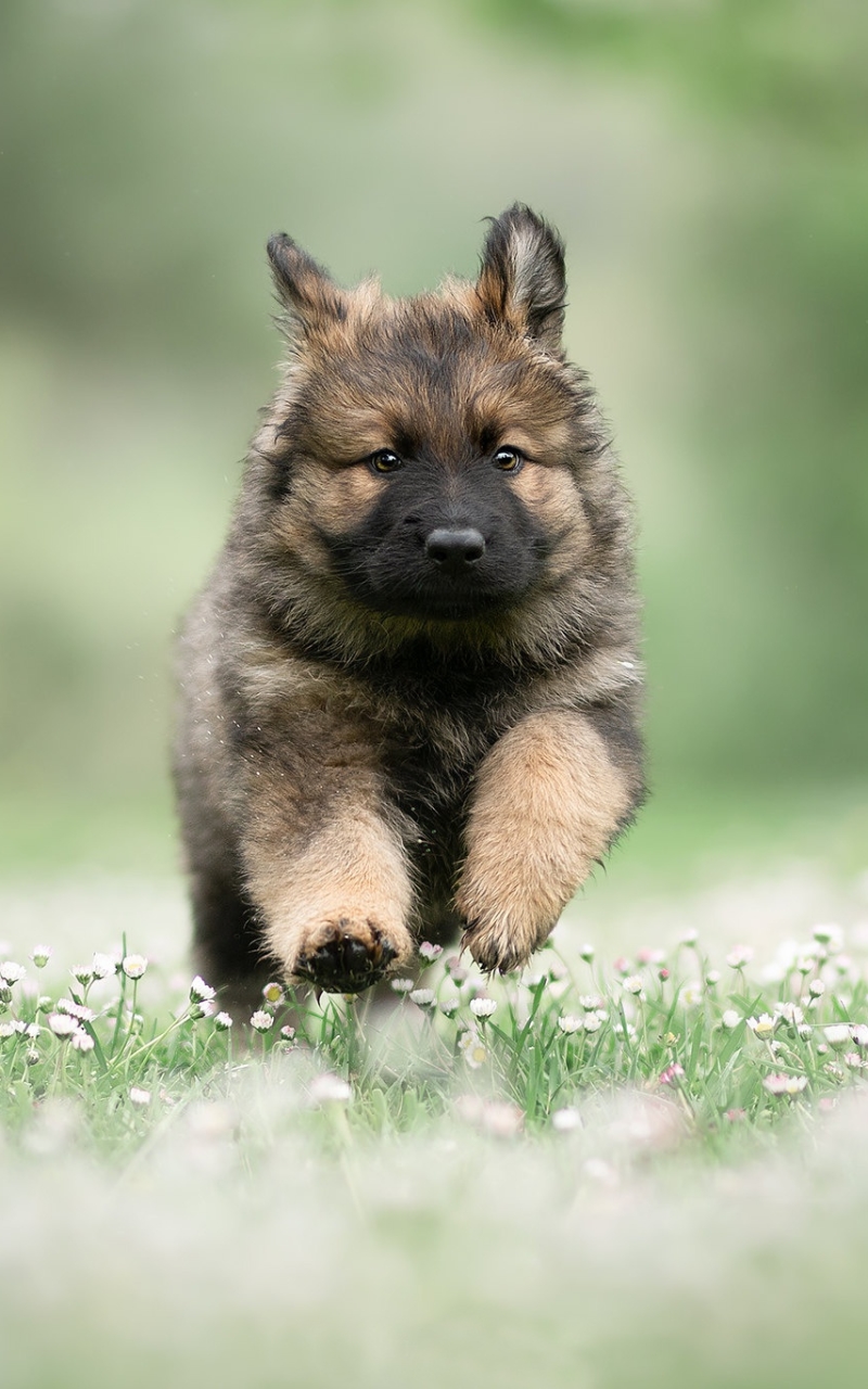 Download mobile wallpaper Dogs, Dog, Animal, Puppy, German Shepherd, Baby Animal for free.