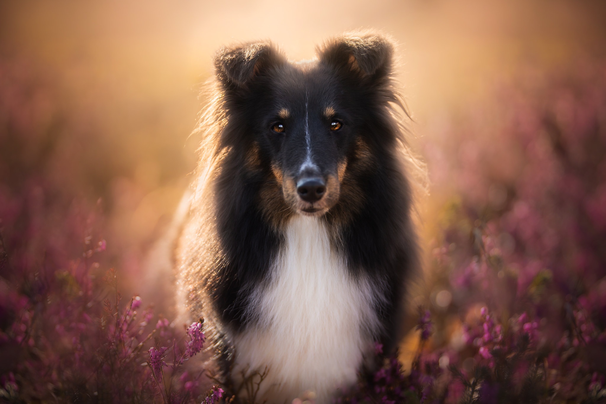 Download mobile wallpaper Dogs, Flower, Dog, Animal, Shetland Sheepdog, Stare for free.