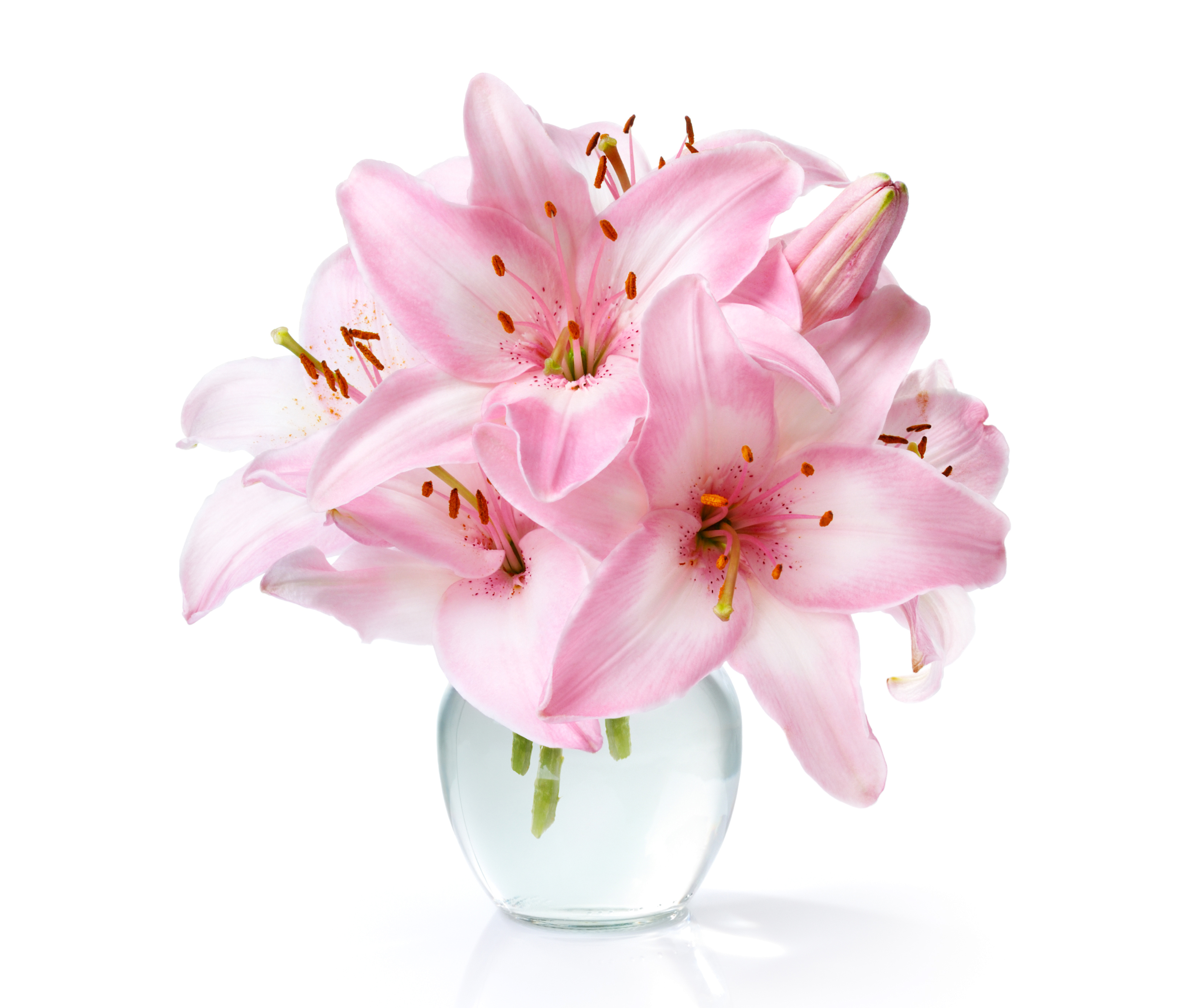 Laden Sie das Blume, Erde, Vase, Lilie, Menschengemacht, Pinke Blume-Bild kostenlos auf Ihren PC-Desktop herunter