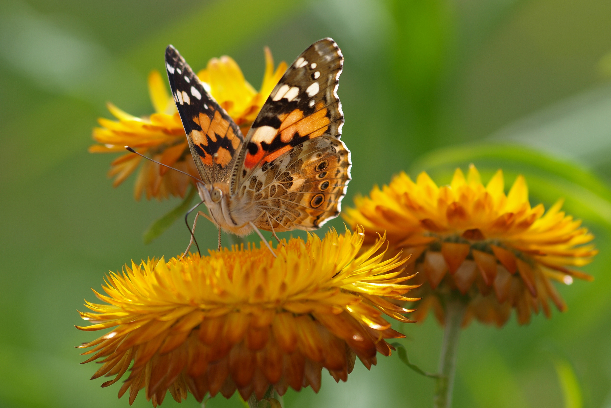 Laden Sie das Tiere, Schmetterlinge, Blume, Makro, Gelbe Blume-Bild kostenlos auf Ihren PC-Desktop herunter