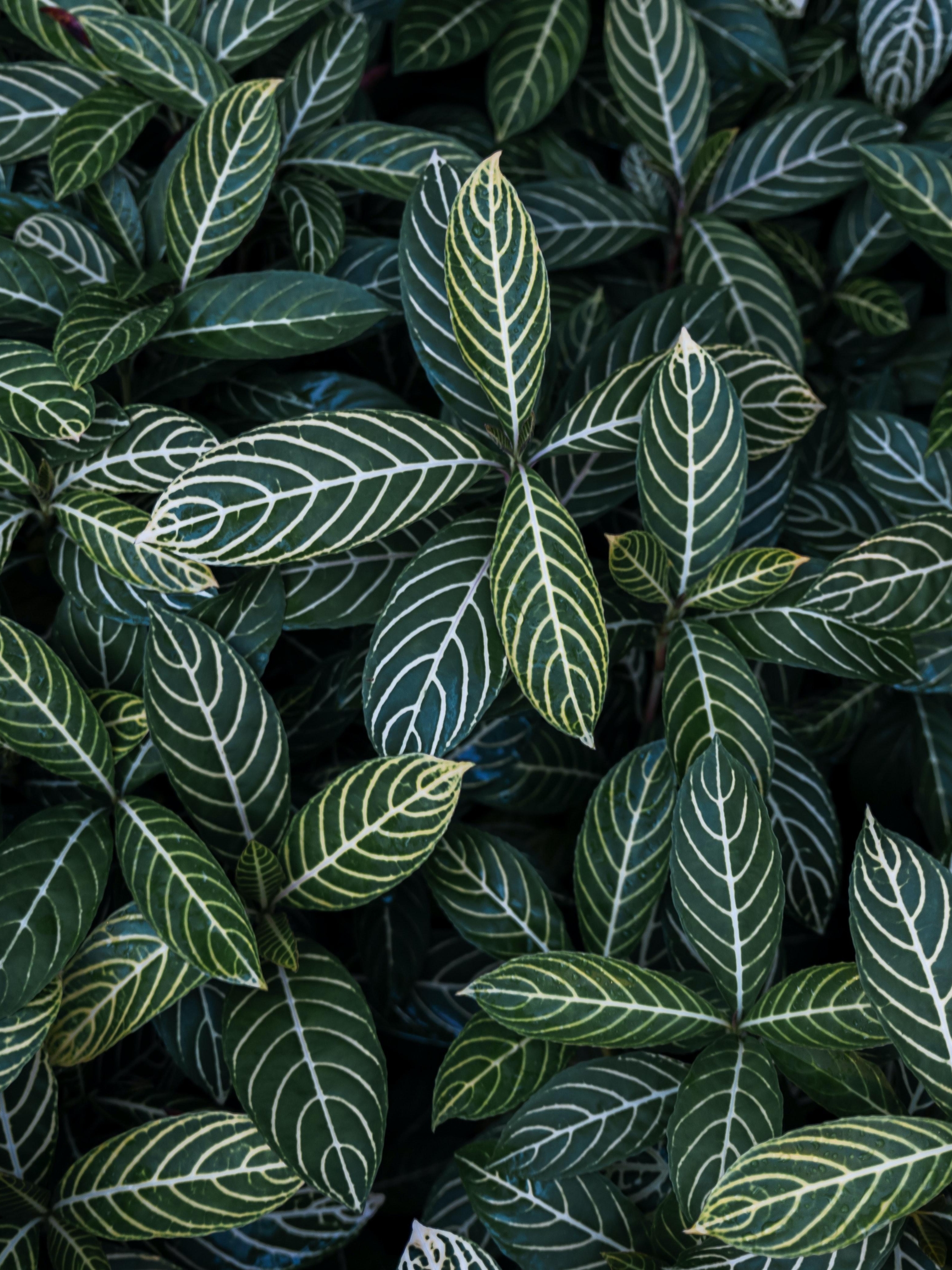 Download mobile wallpaper Plant, Close Up, Leaf, Earth for free.