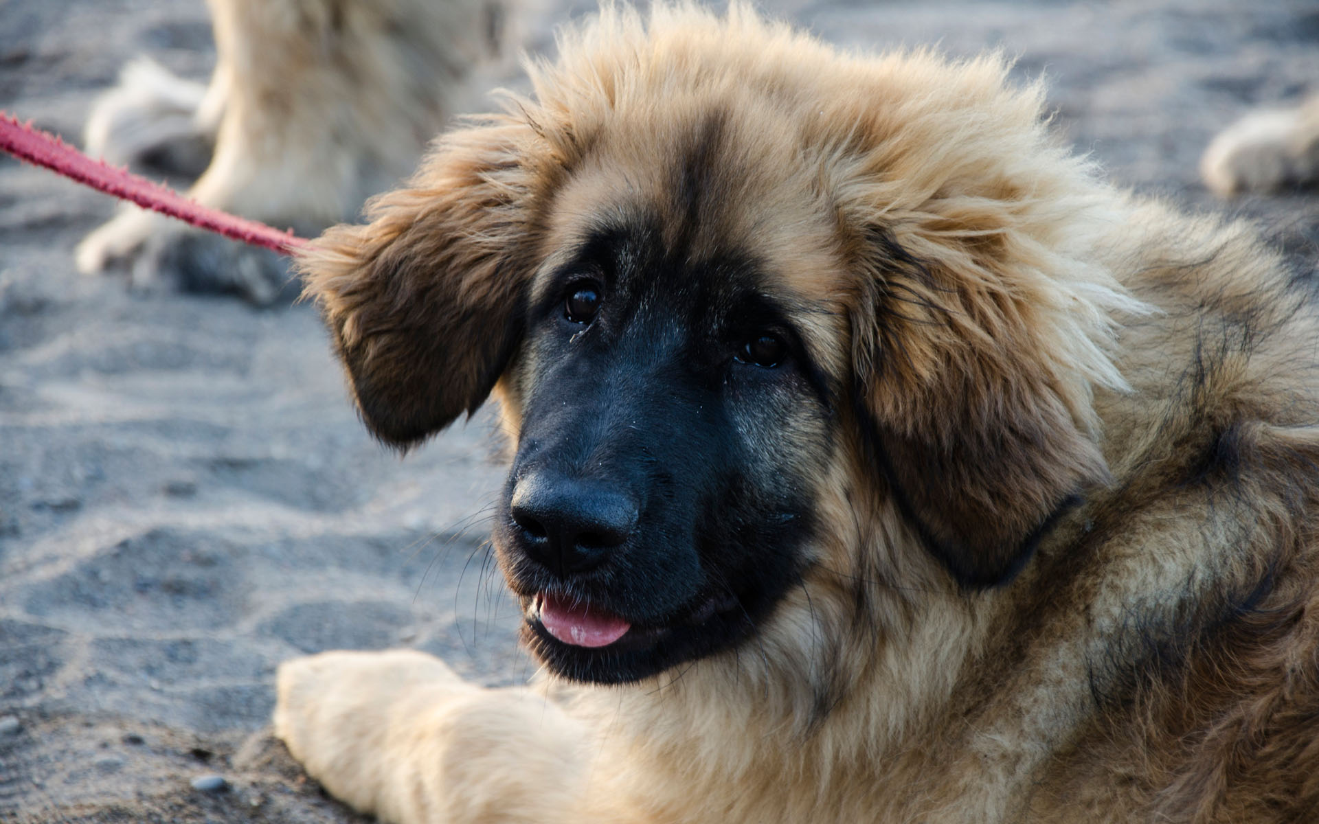 Handy-Wallpaper Tiere, Hunde, Hund kostenlos herunterladen.