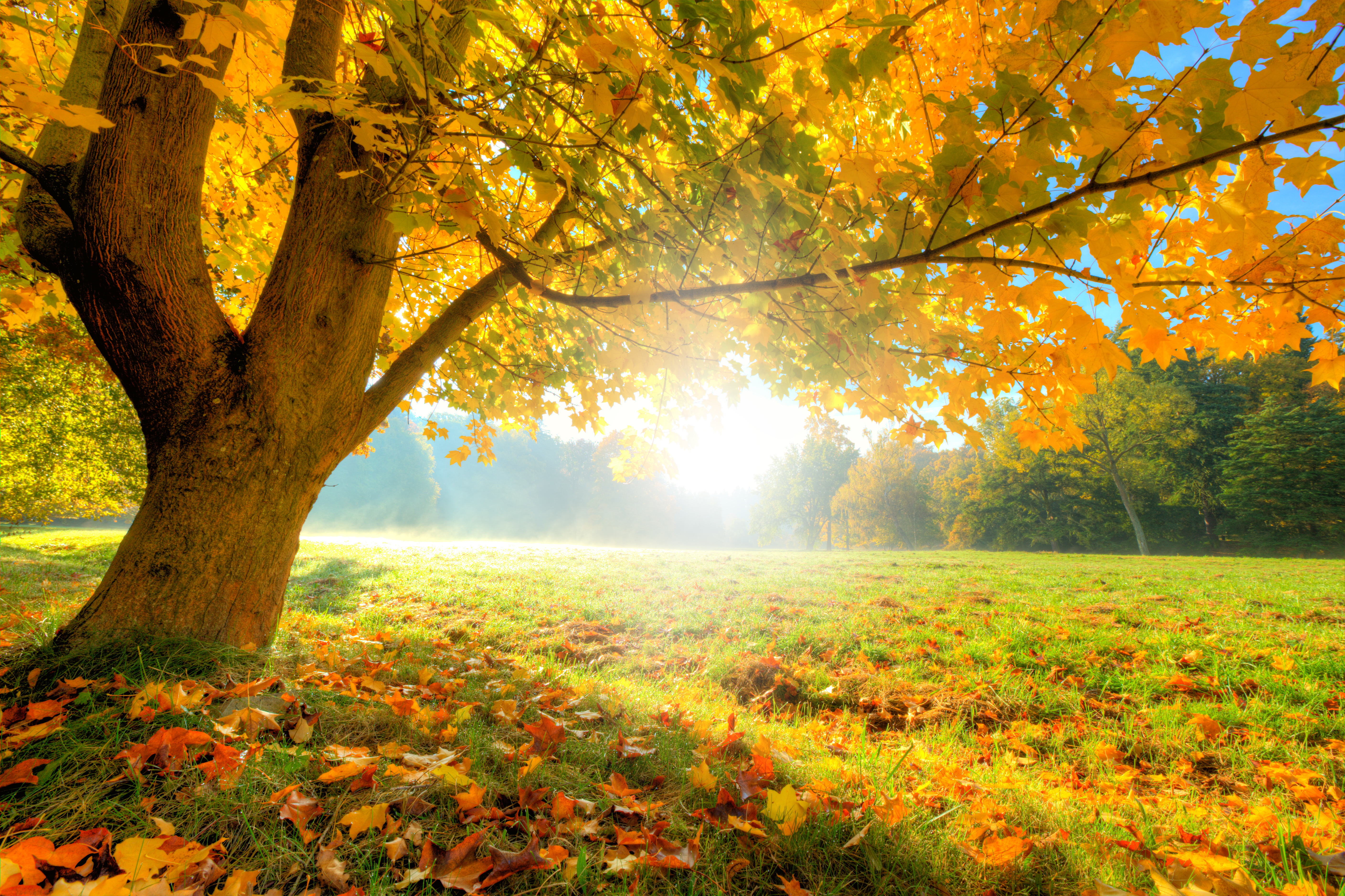 Download mobile wallpaper Nature, Trees, Grass, Sun, Forest, Tree, Leaf, Fall, Earth for free.