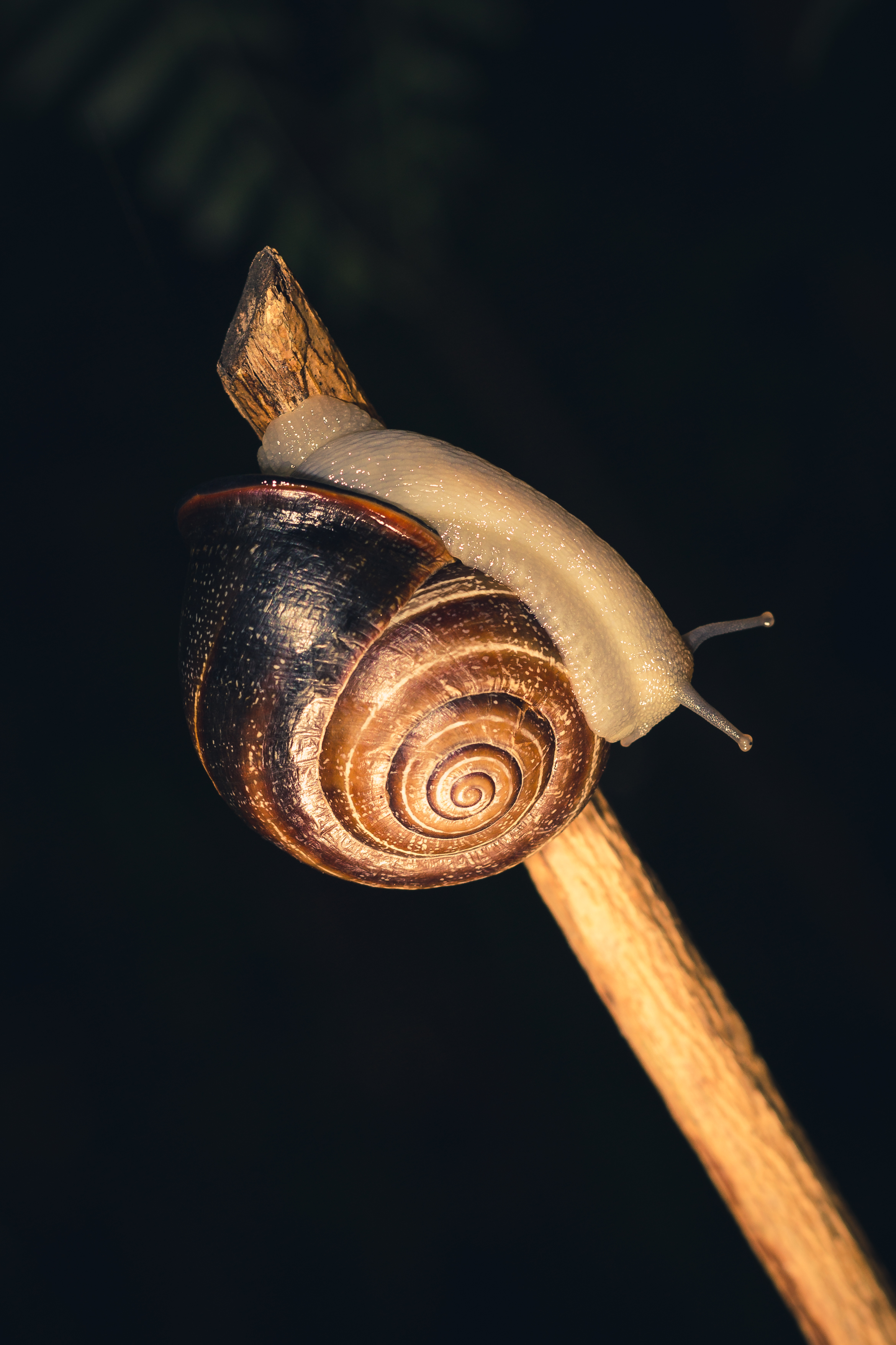 snail, macro, carapace, shell, clam, mollusc