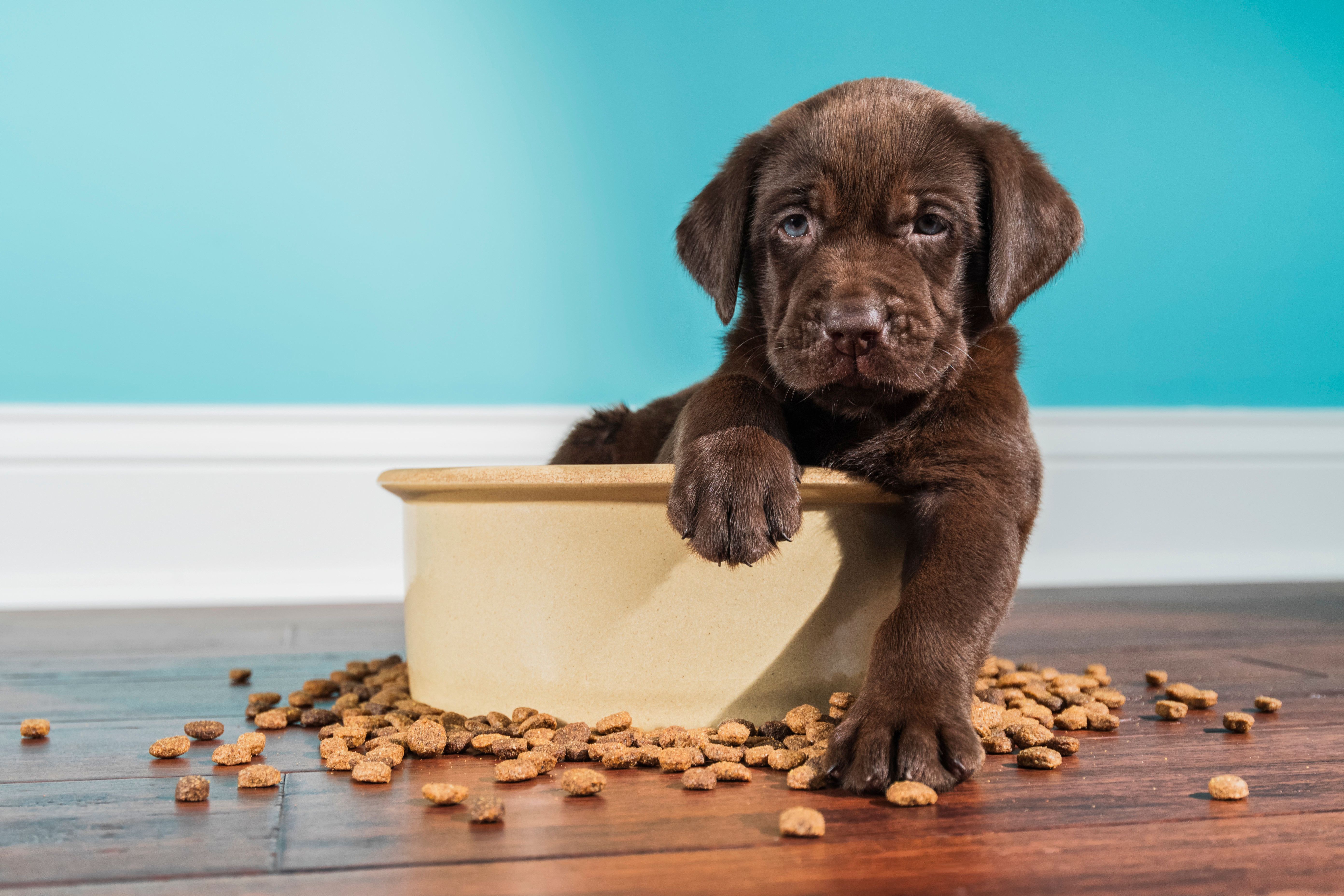 Die besten Schokoladen Labrador-Hintergründe für den Telefonbildschirm