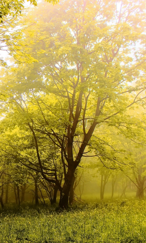 Download mobile wallpaper Nature, Forest, Tree, Fog, Earth for free.