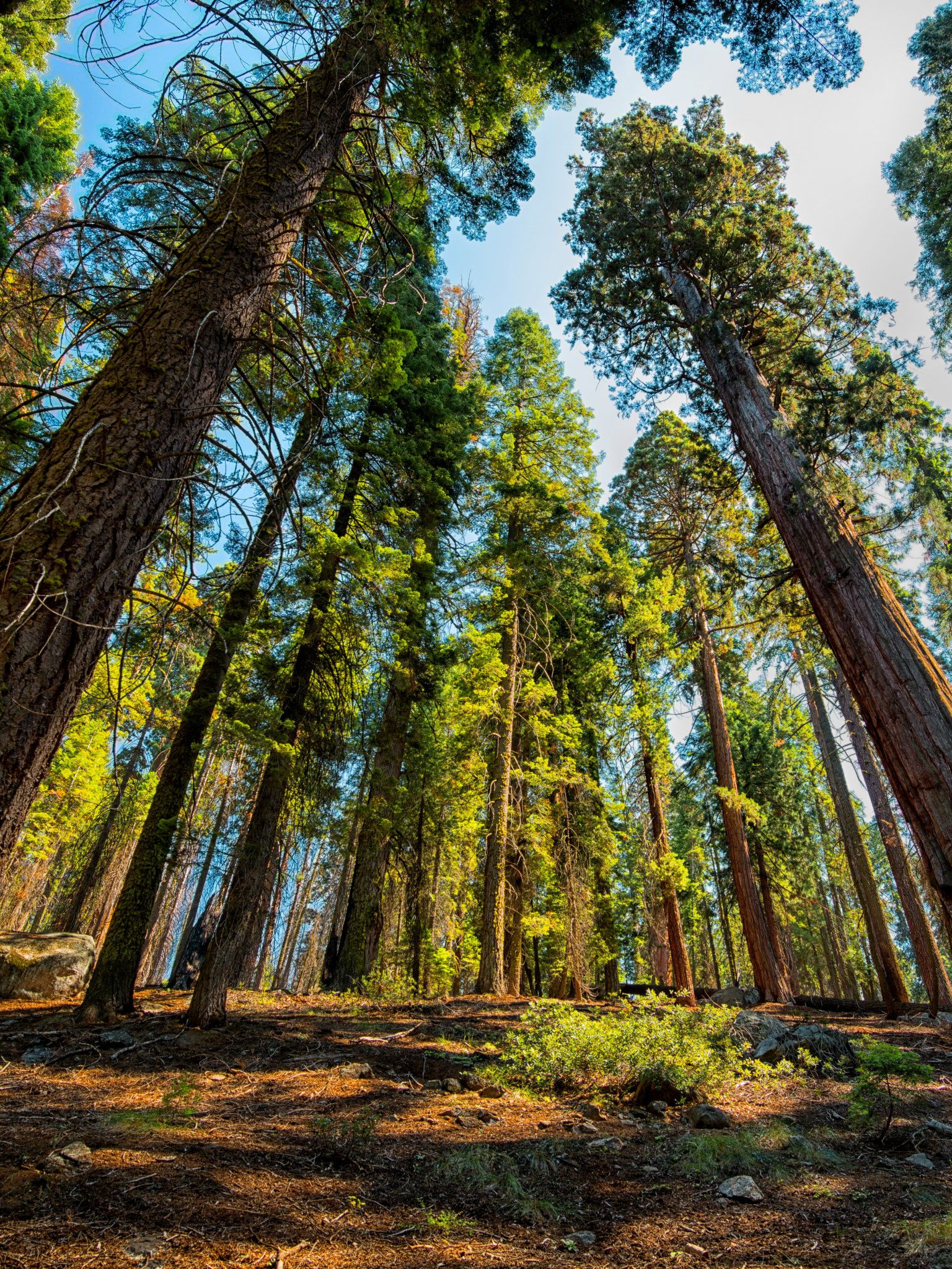 Download mobile wallpaper Forest, Tree, Earth, Sequoia for free.