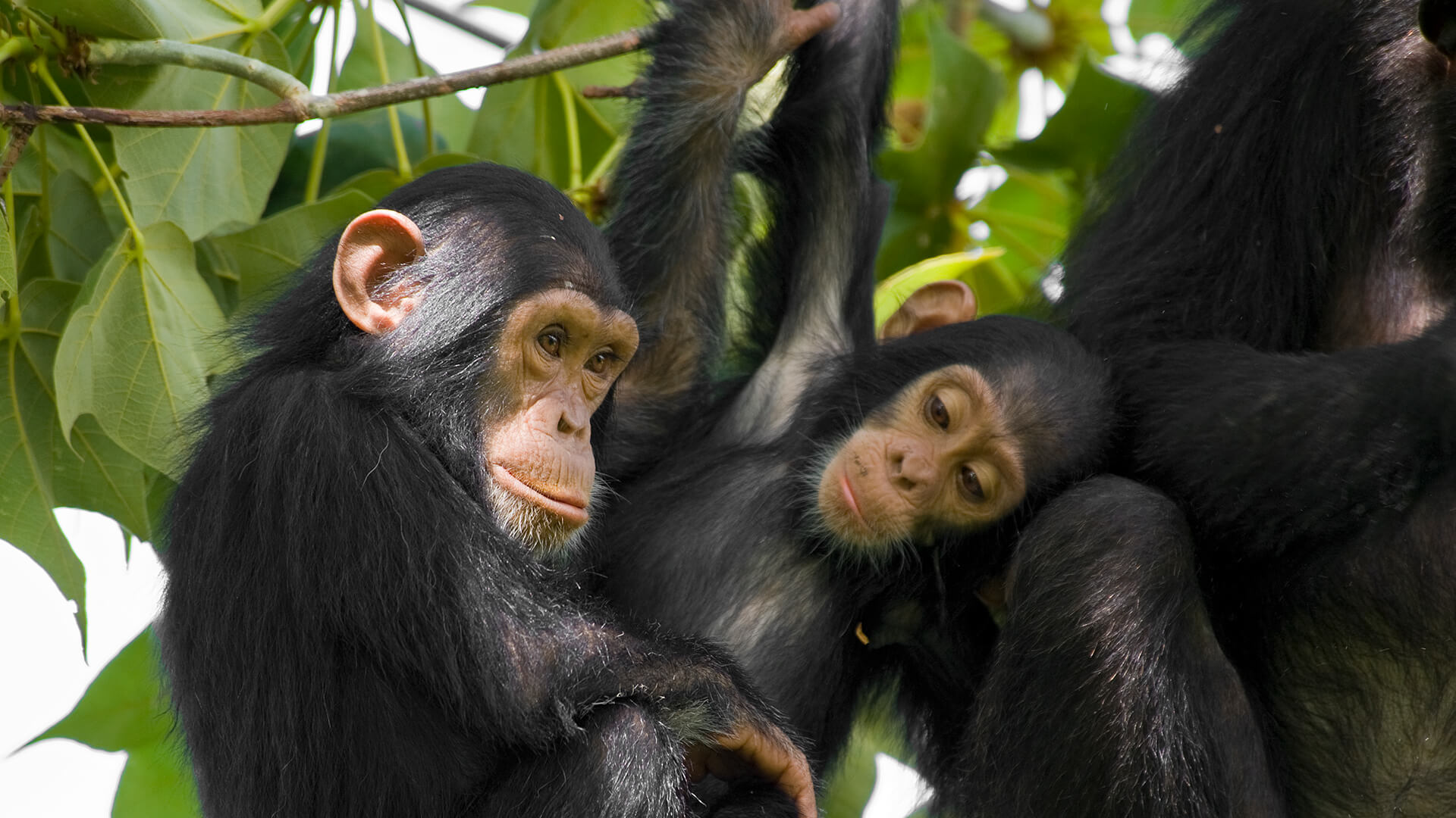 Download mobile wallpaper Monkeys, Tree, Leaf, Animal, Chimpanzee for free.
