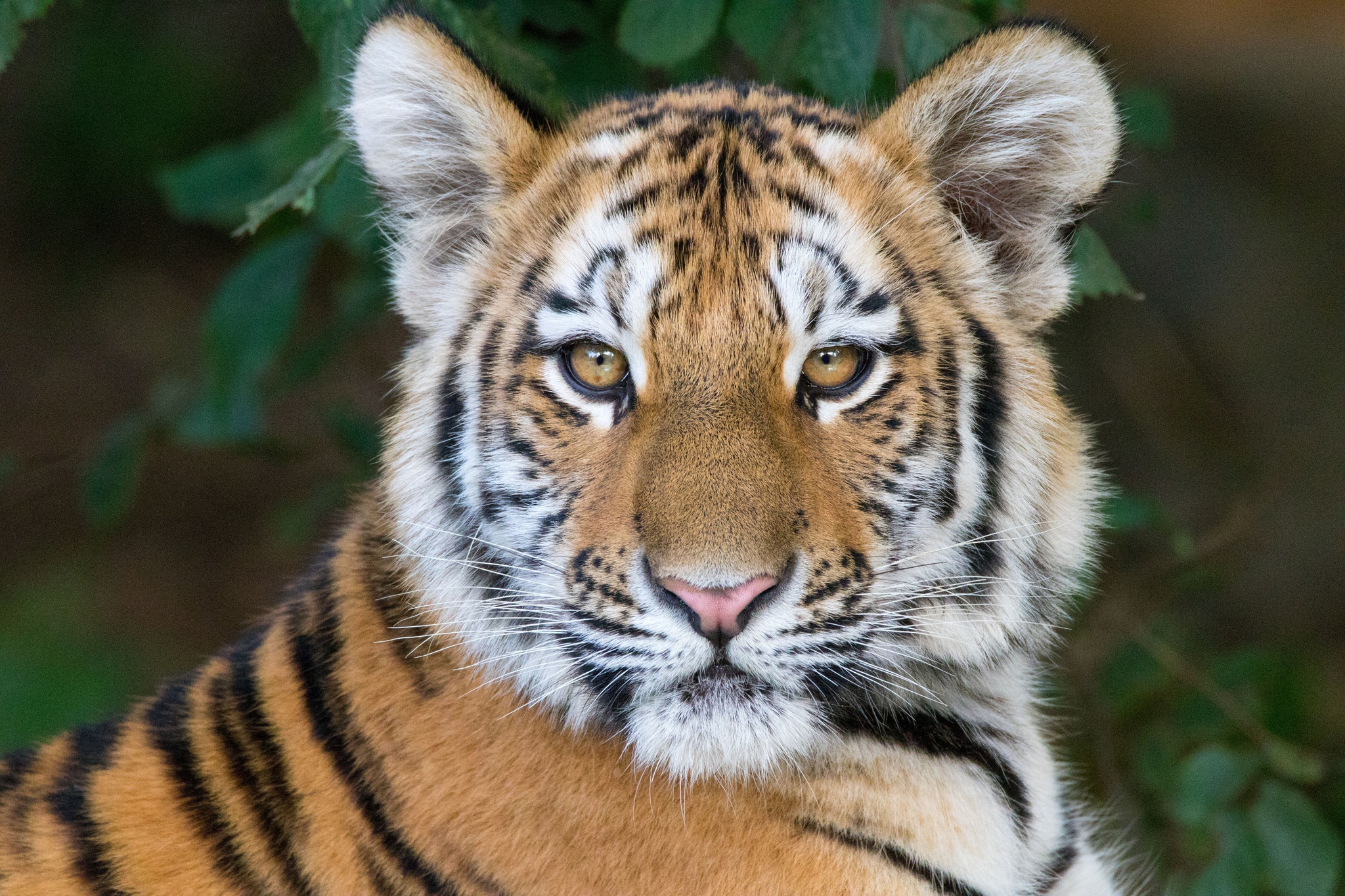 Téléchargez gratuitement l'image Animaux, Chats, Tigre, Lionceau, Bébé Animal, Regard sur le bureau de votre PC